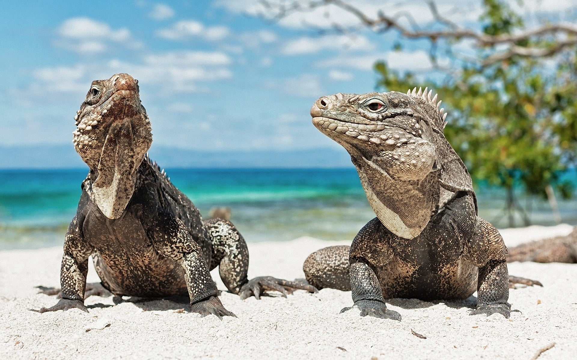 two gray and brown iguanas, reptile, reptiles, animal, nature