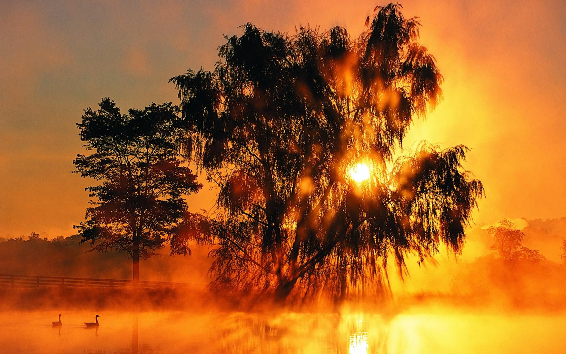 Sunset Desktop, nature, tree, 3d and abstract