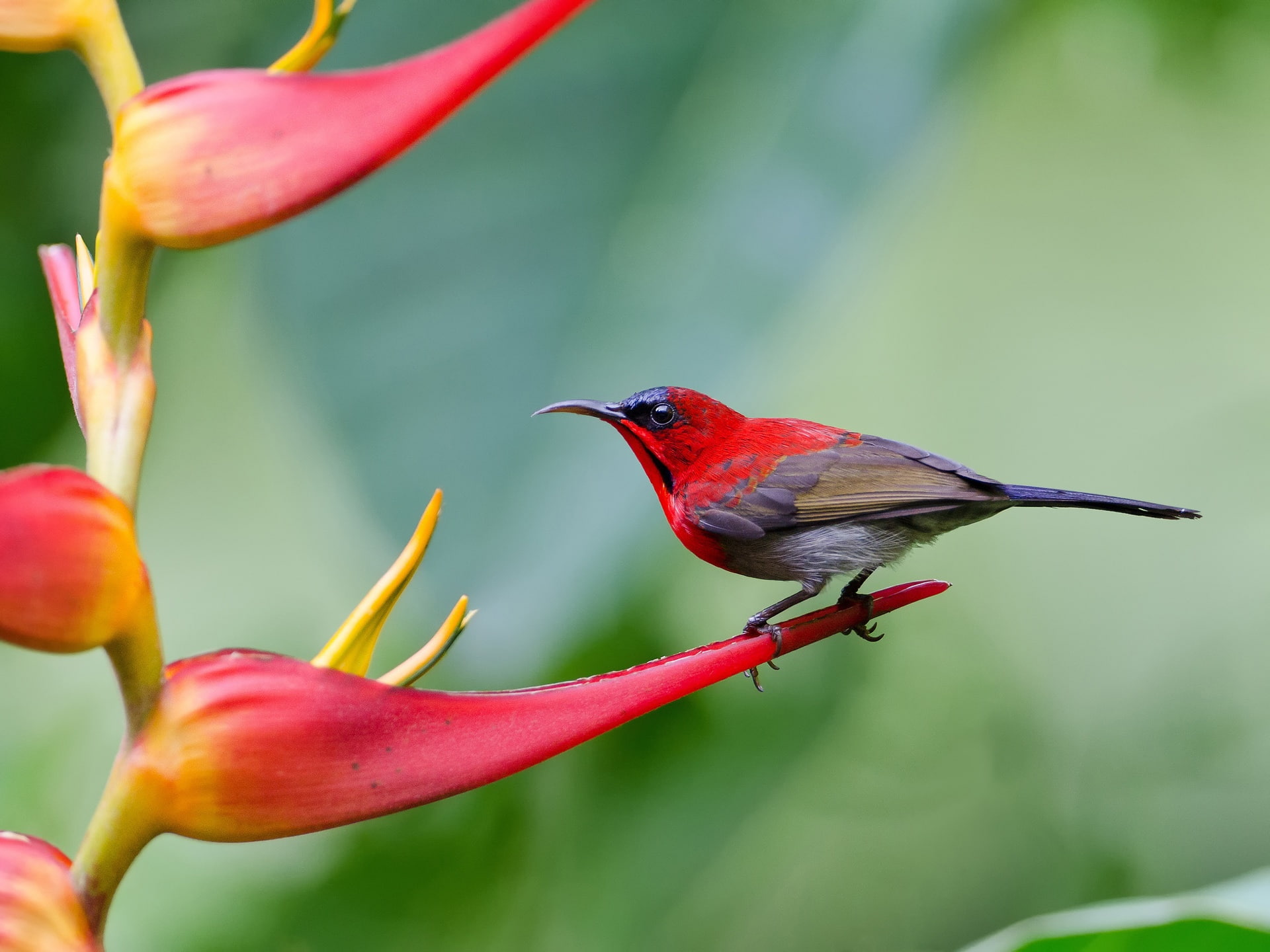 Sharp-tailed sunbird, flowers, blurred background