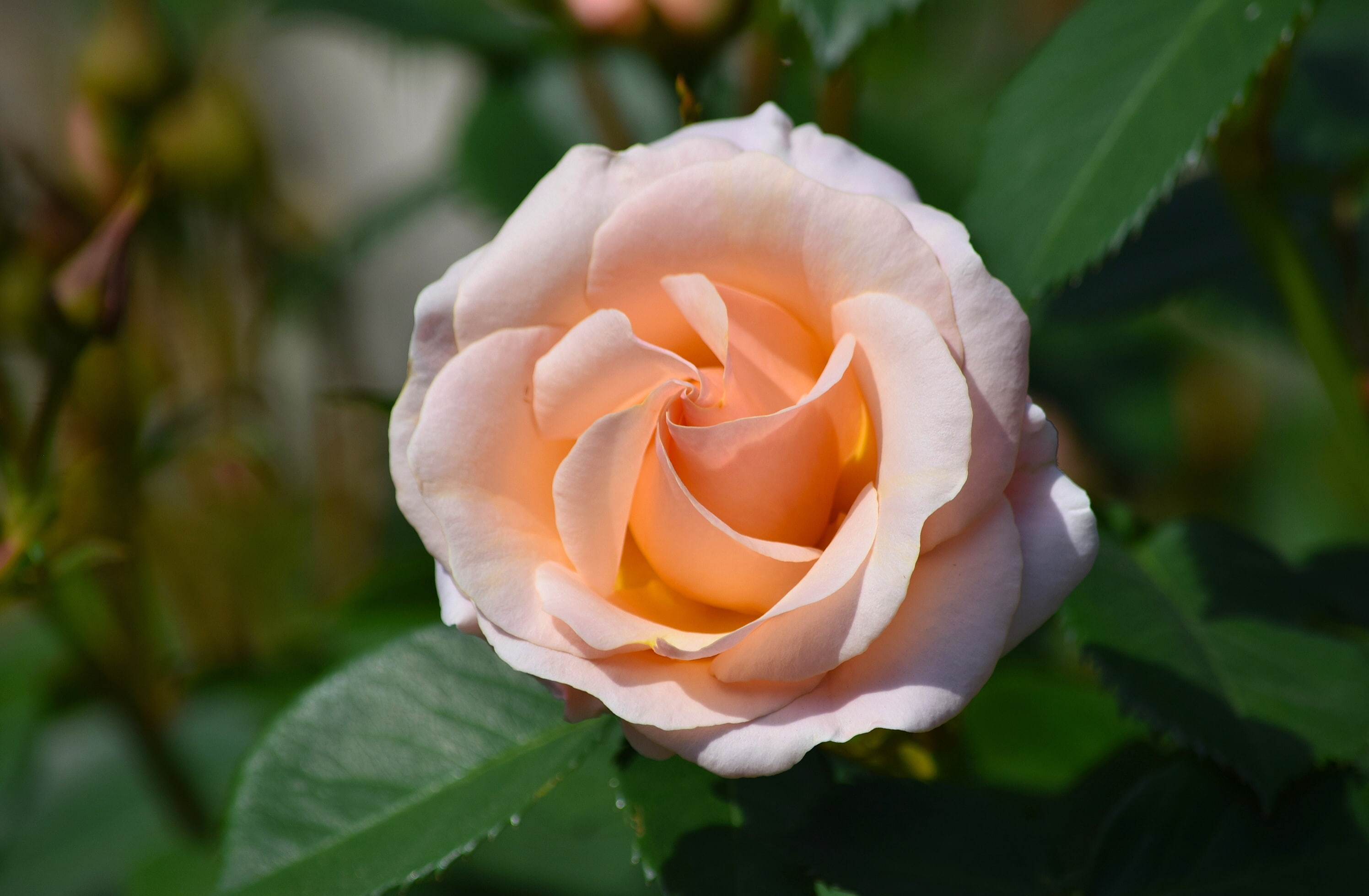 macro, rose, Bud
