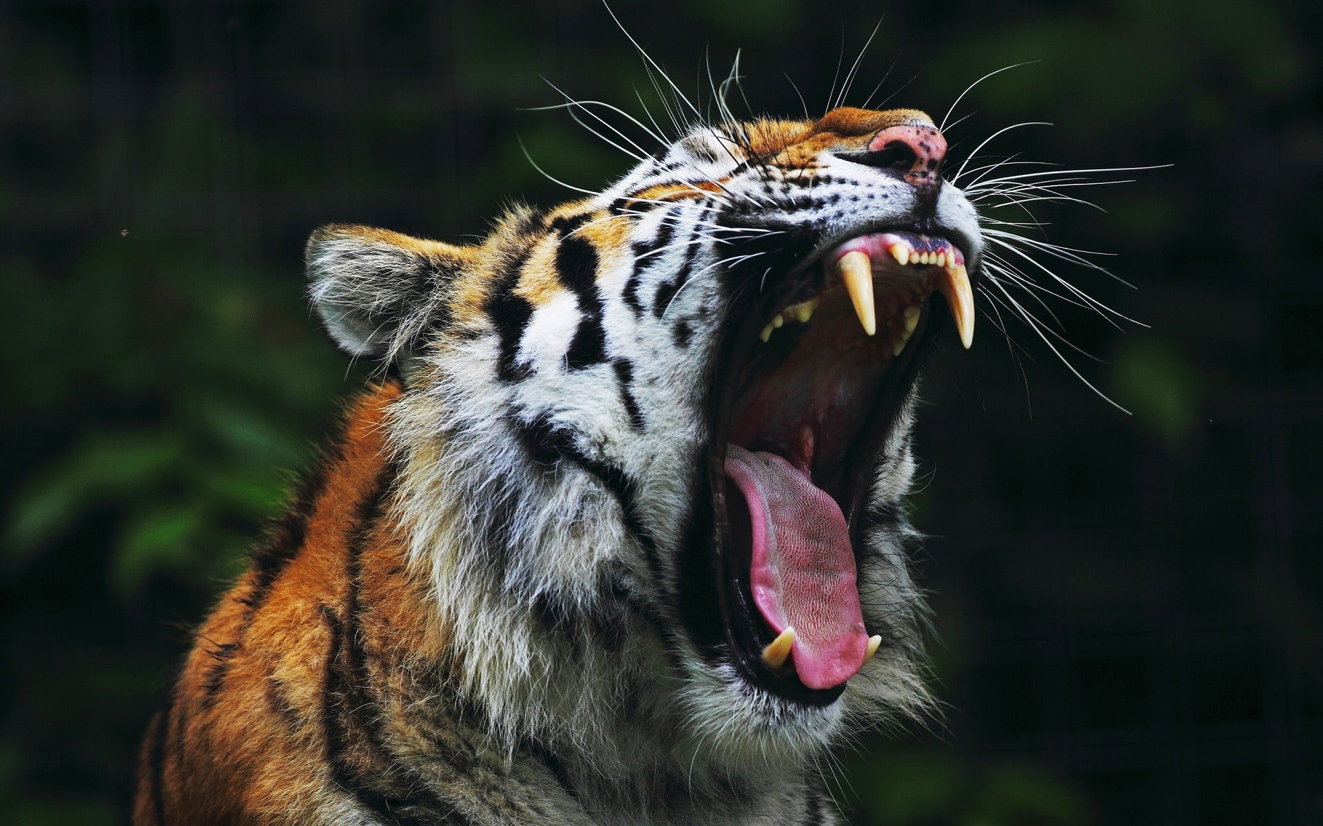 orange and white tiger, animals, open mouth, nature, big cats