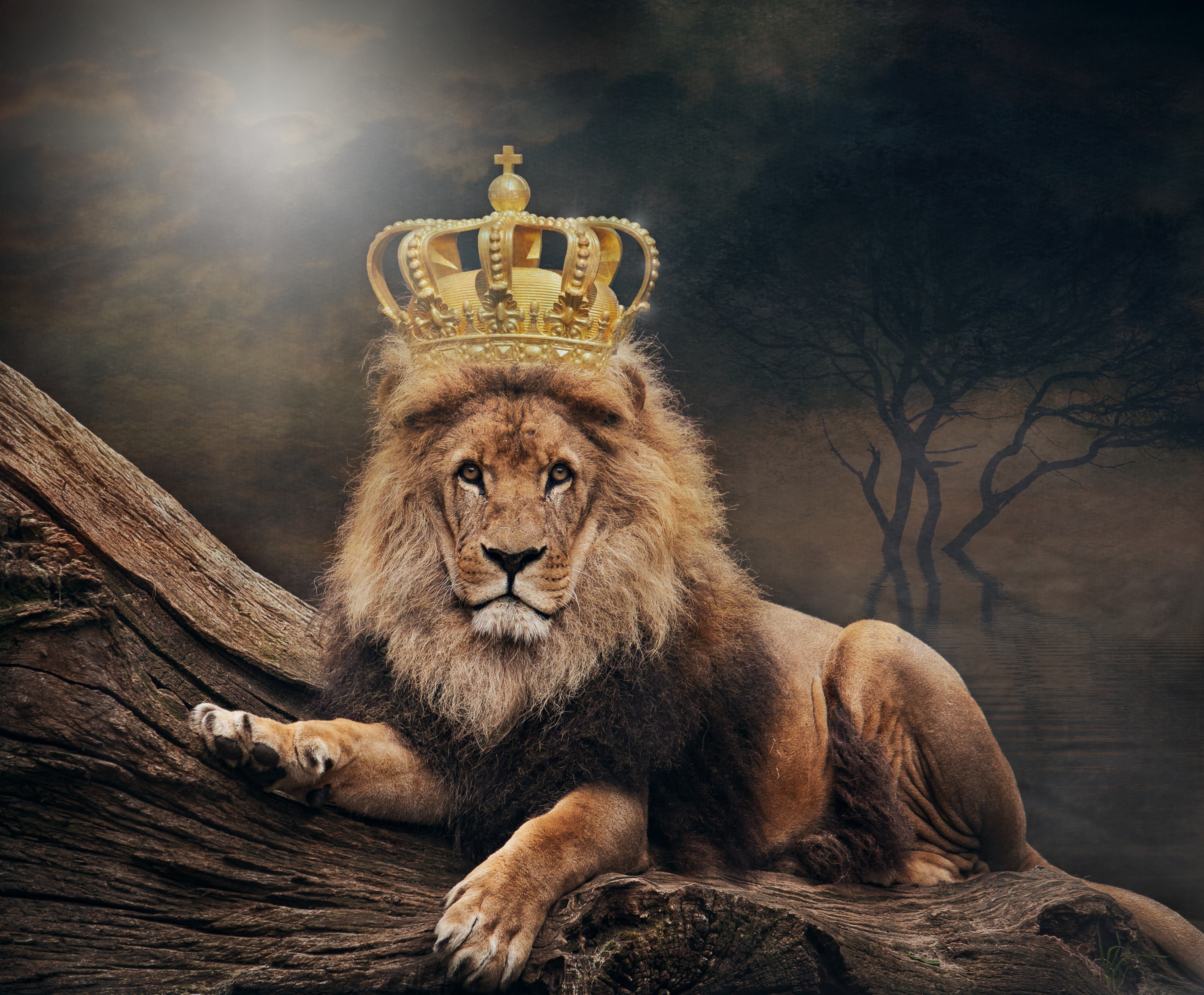 Leo, crown, art, king, animal world