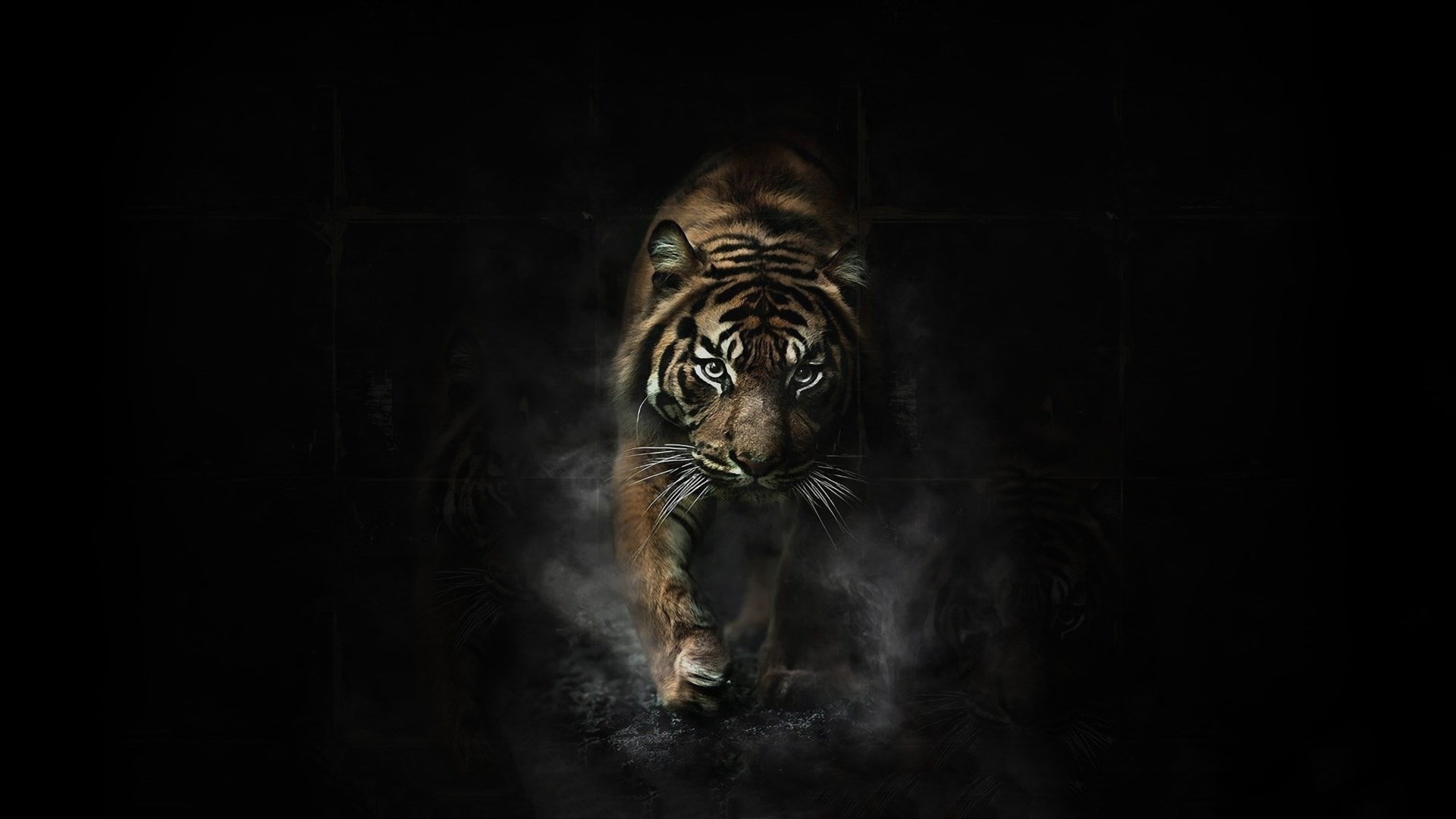 tiger  backgrounds desktop, animal, one animal, animal themes