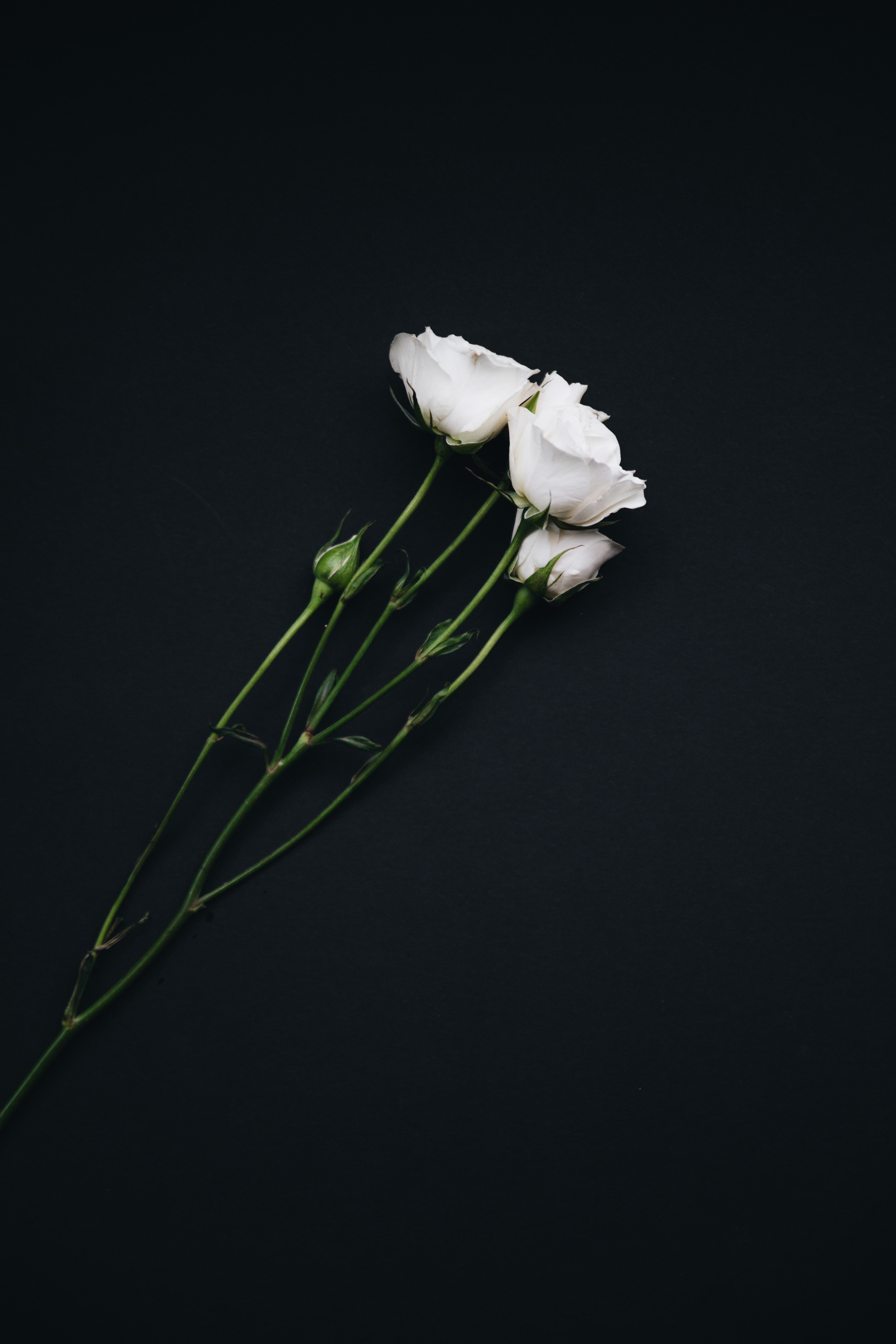 Free download | HD wallpaper: roses, bouquet, white, black background |  Wallpaper Flare