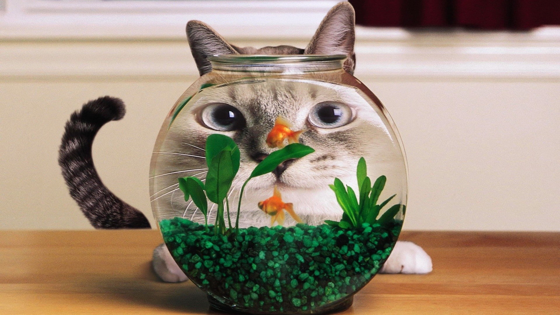 humor, cat, goldfish, aquarium, distortion
