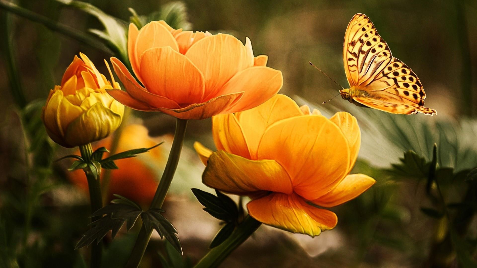 butterfly, garden, flowers, orange flower