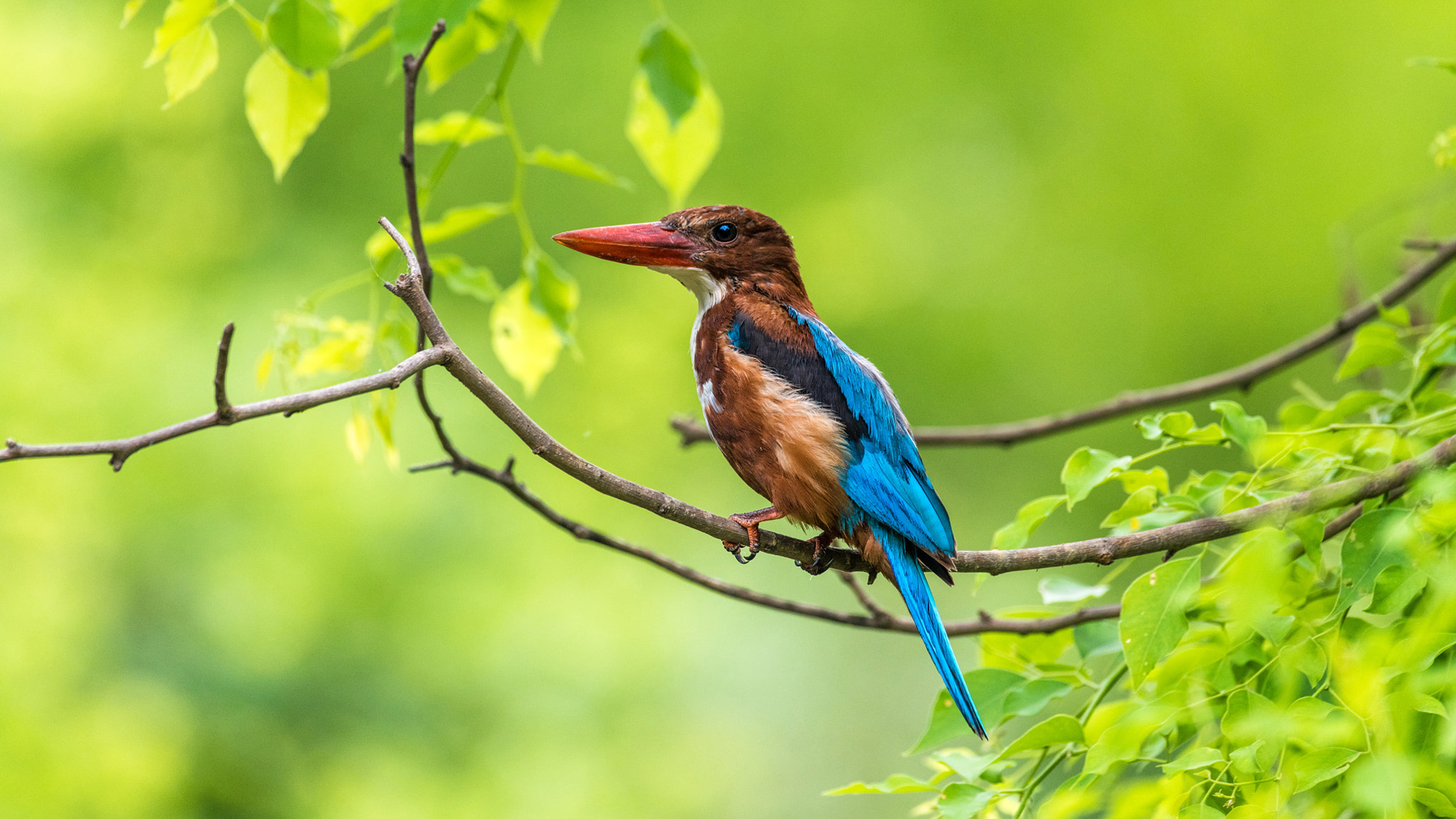 Birds Kingfisher Hues Of A Hunter From India 4k Ultra Hd Tv Wallpaper For Desktop Laptop Tablet And Mobile Phones 3840×2160