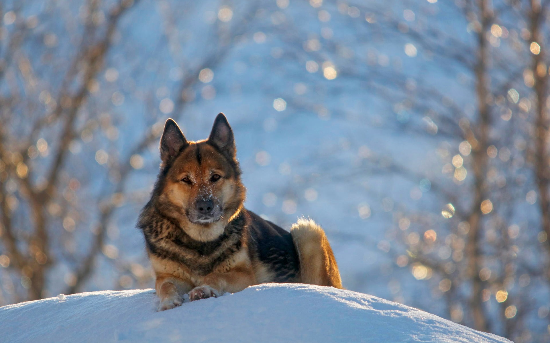 German shepherd dog, winter, snow
