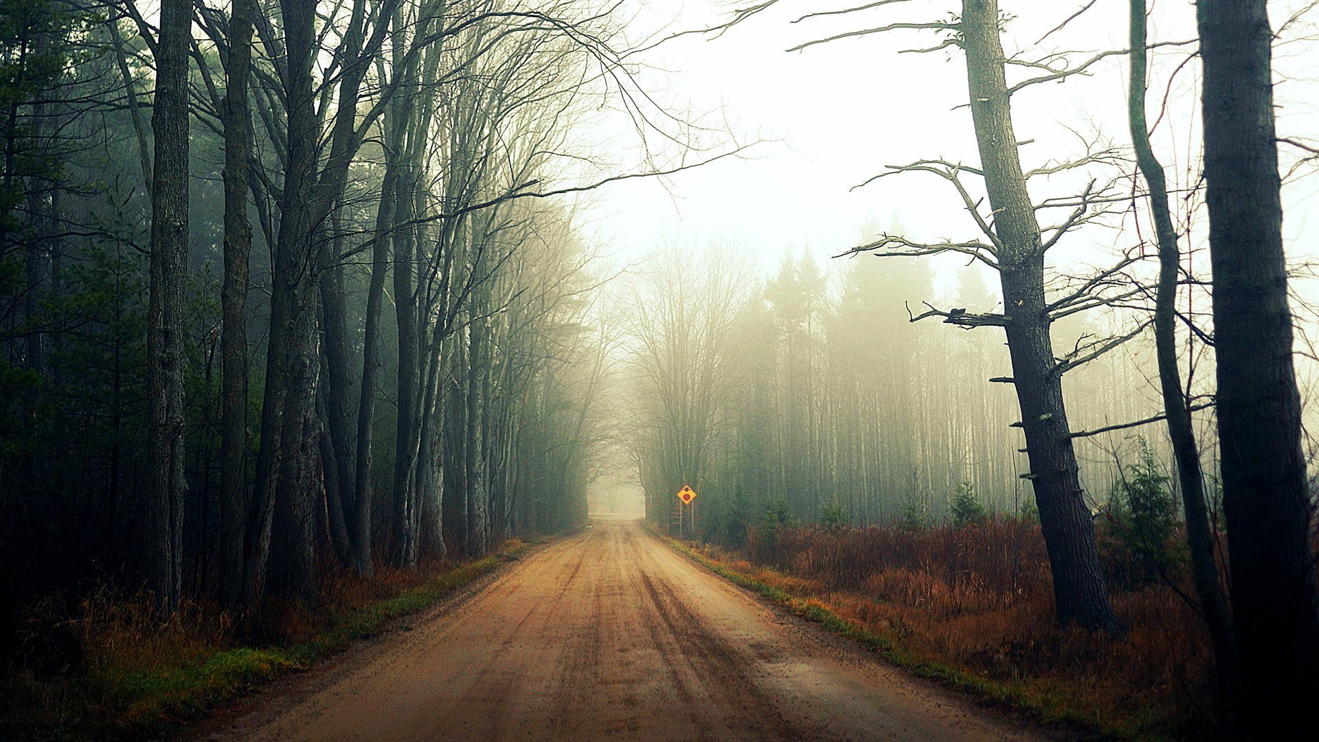 brown bare trees pathway, road, forest, nature, landscape, fog