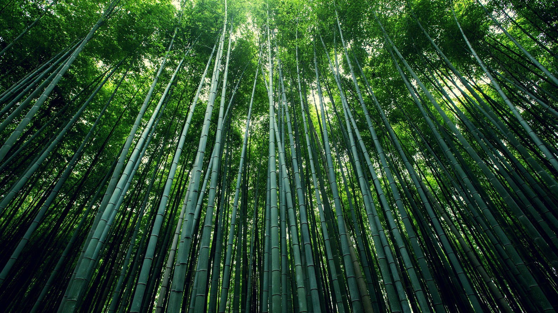 green trees, bamboo, plants, nature, forest, Moso, green color