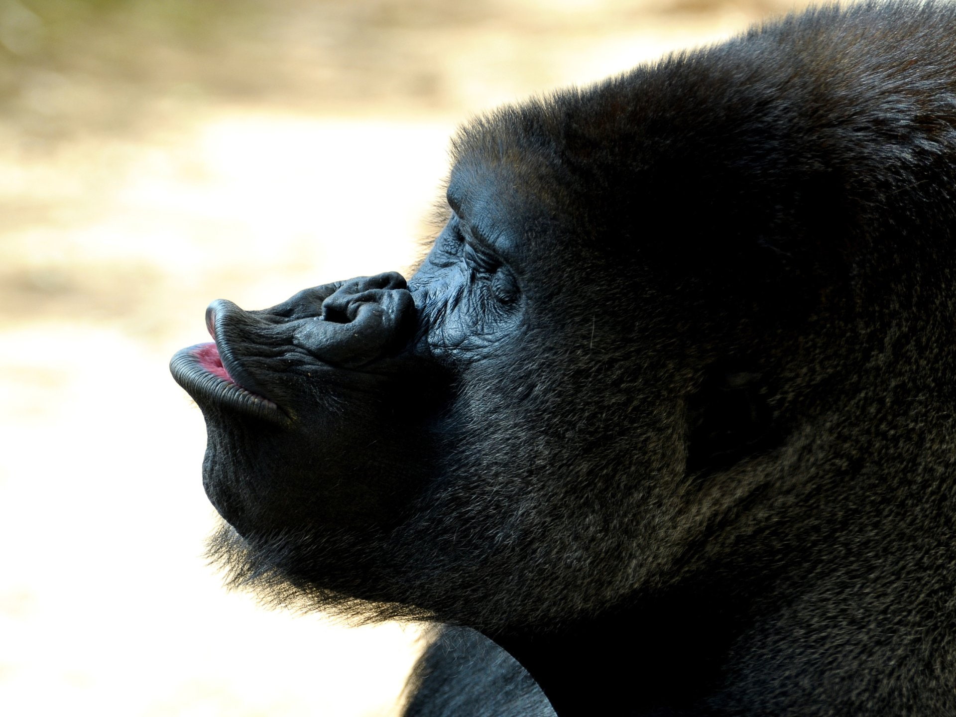 Monkeys, Gorilla