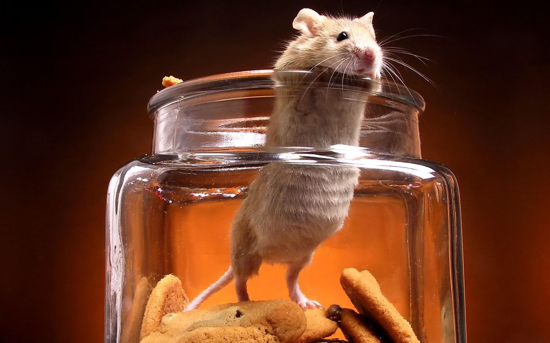 Caught, white and brown mouse, animals, nature, cookie jar, cute