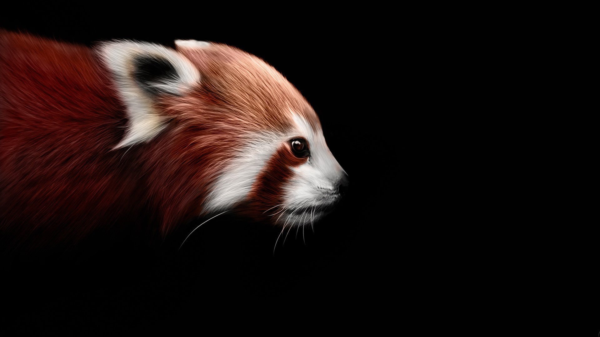 Red panda, raccoon, black background