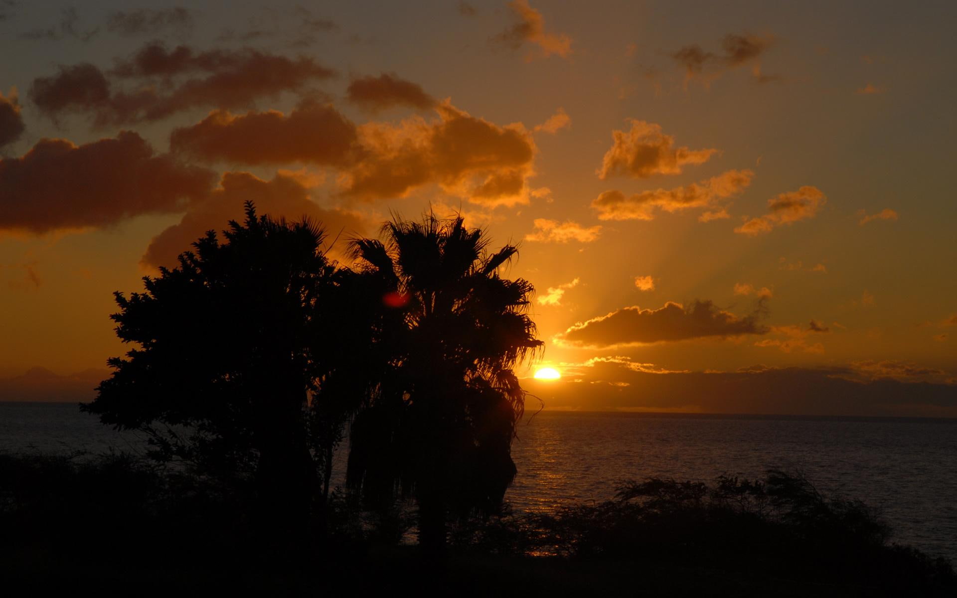 Amazing Sunset Image, palm trees, tropical, ocean, skies, sunrise