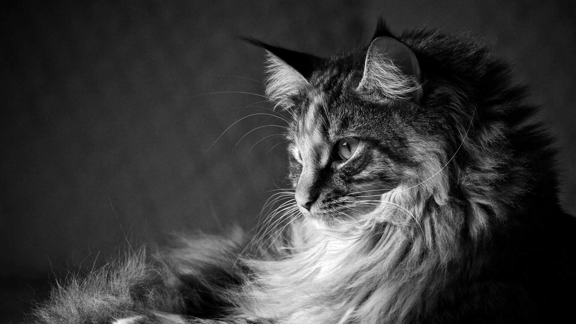 cat, fluffy cat, maine coon, whiskers, black and white, monochrome photography