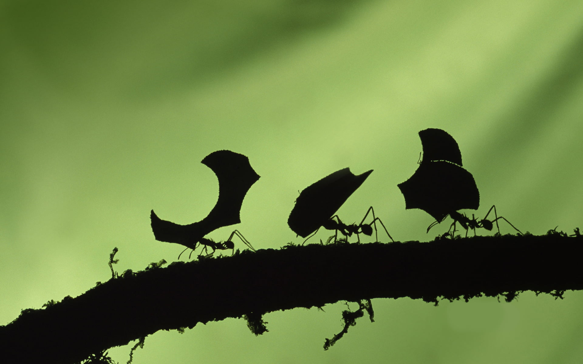 silhouette of photo of ants, green background, workaholic, animal themes