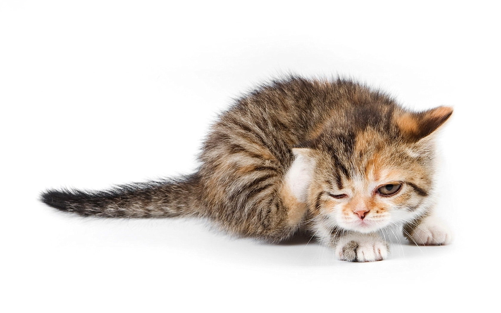 kitty