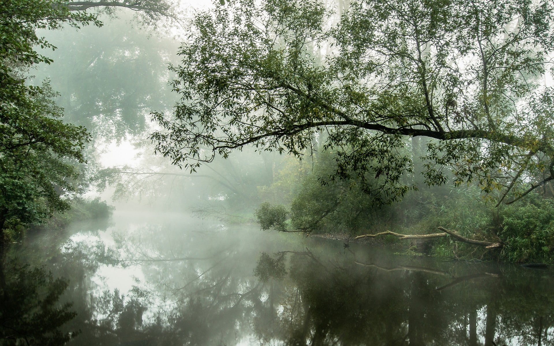 nature, landscape, river, mist, water, reflection, trees, morning