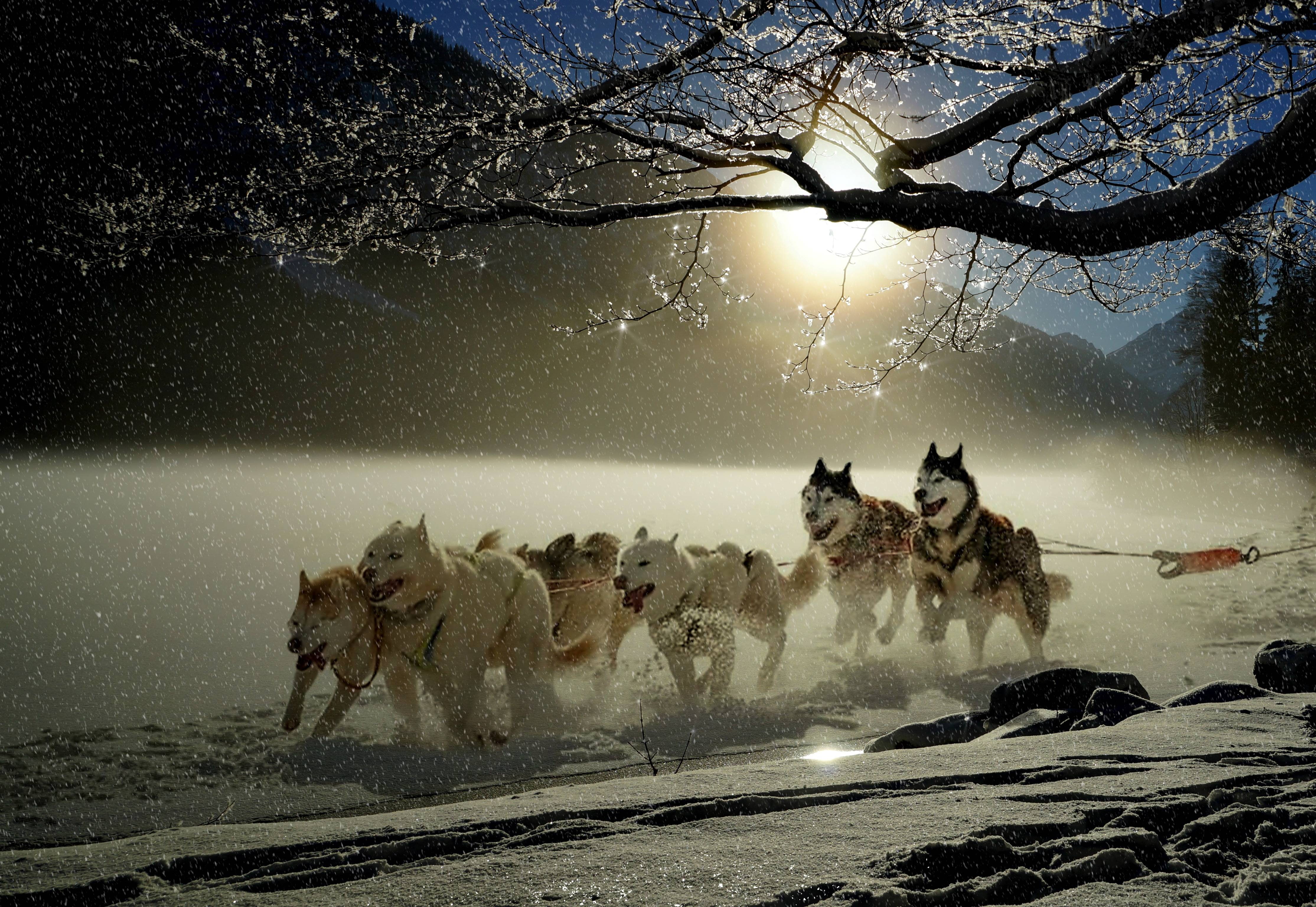 winter, wintry, dog, huskies, dogs, racing, animal, mammal