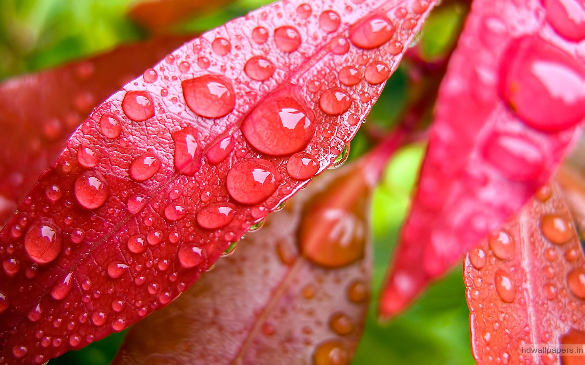 free-download-hd-wallpaper-water-bubbles-on-pink-leaf-hd-nature