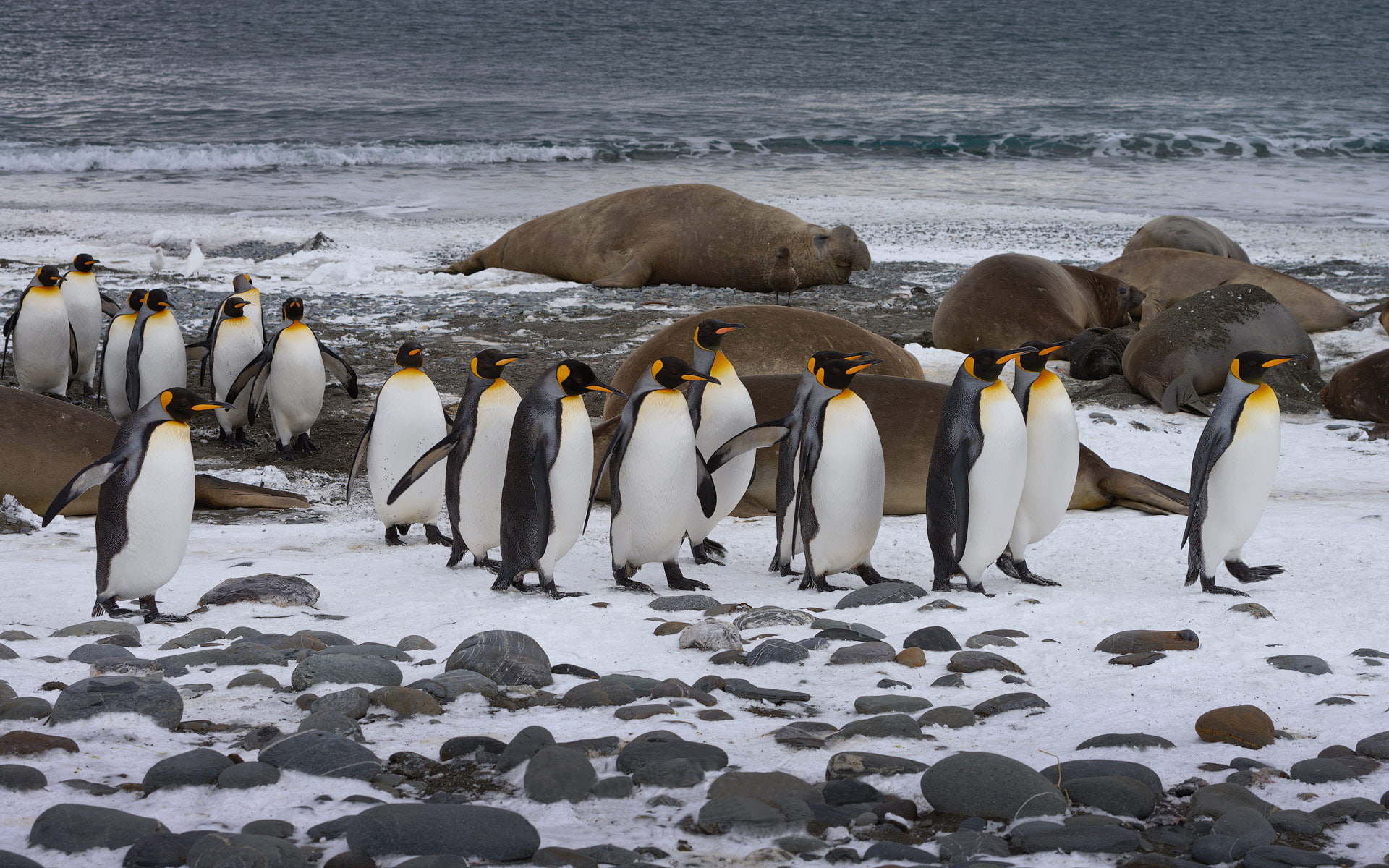King Penguin Aptenodytes Patagonicus %d0%b2%d0%be %d0%b4%d1%80%d1%88%d1%82%d0%b2%d0%be %d1%81%d0%be Southern Elephant Seals Mirounga Leonina Desktop Wallpaper Hd 1920×1200