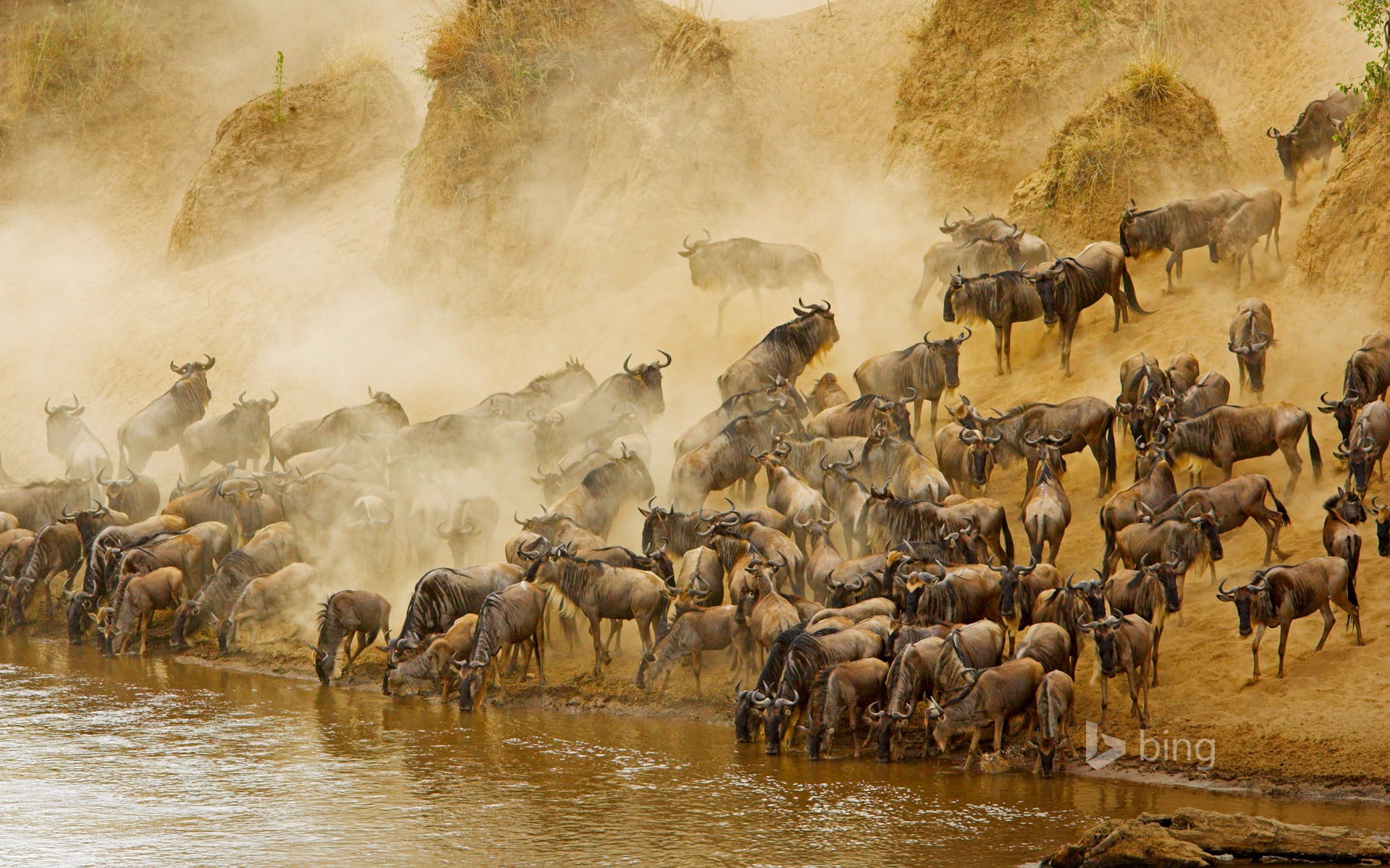 Migratory herds-2015 Bing theme wallpaper, large group of animals