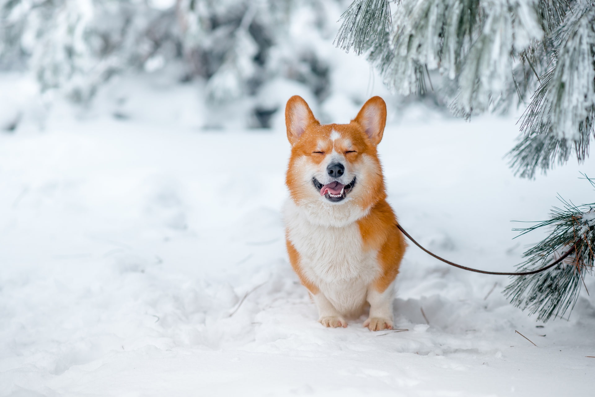winter, snow, joy, branches, smile, mood, doggie, Welsh Corgi