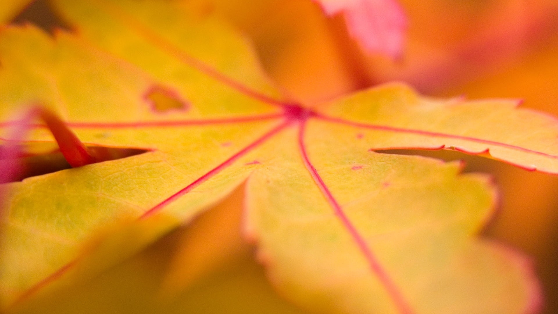 maple, leaf, line, light, macro