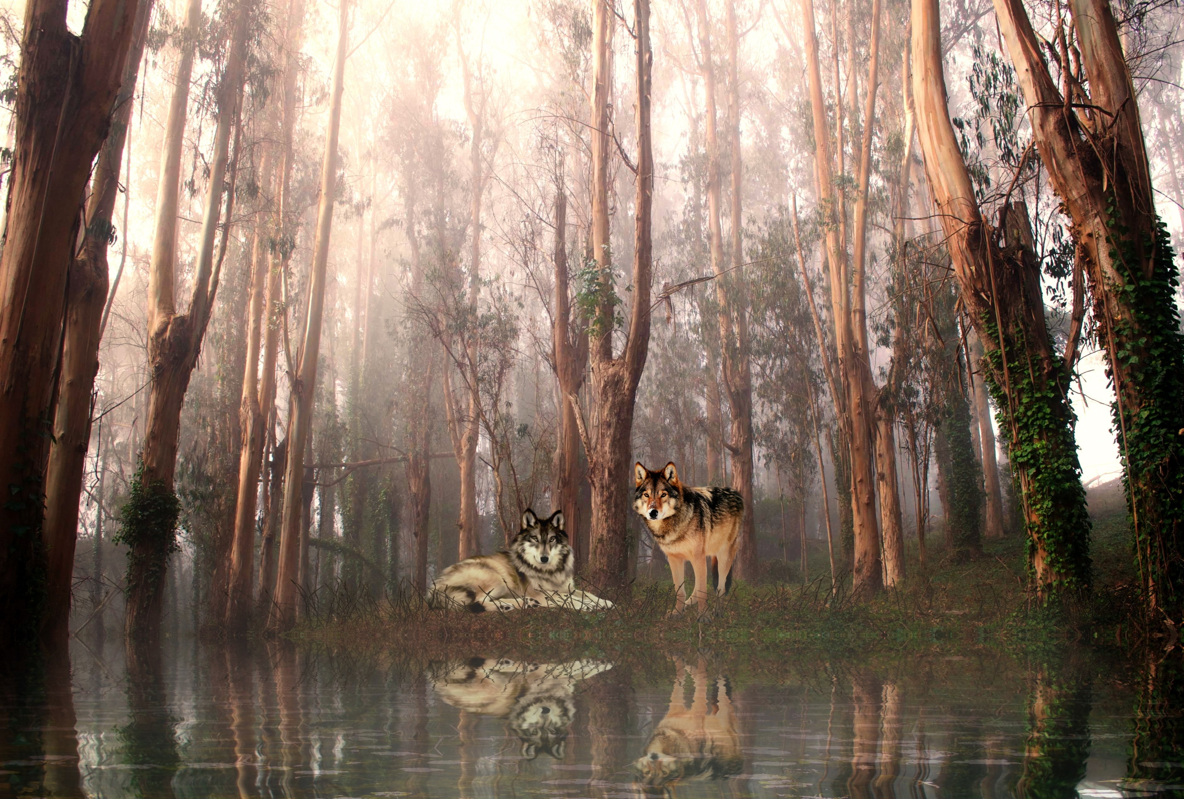 wolf