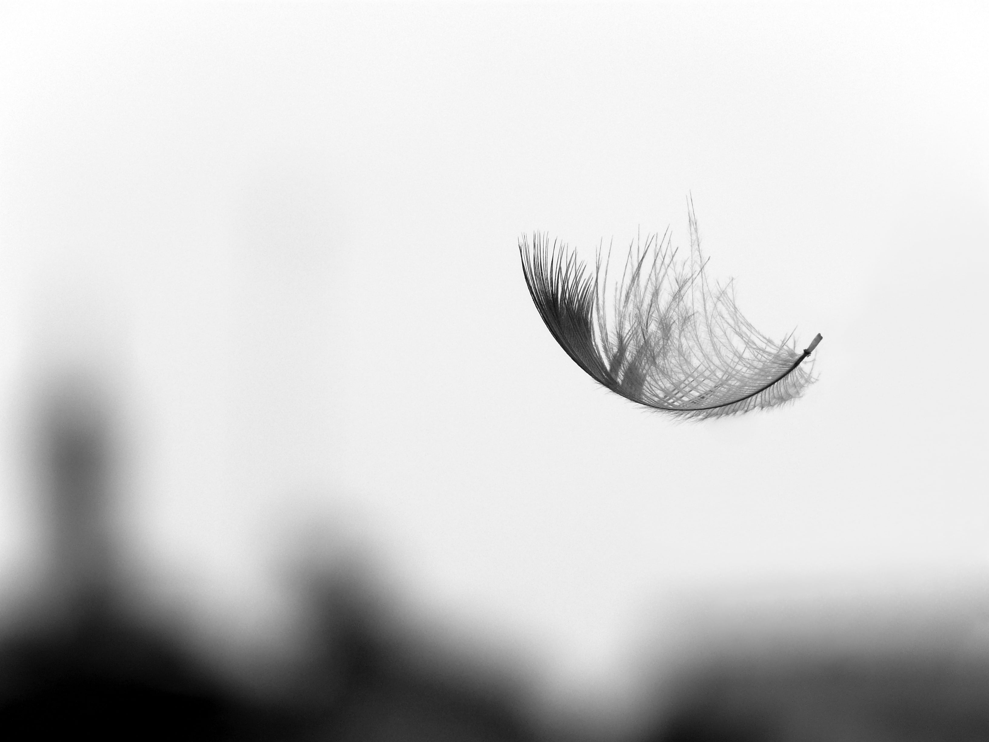 grey scale photography of feather, bokeh, Howrah, Kadamtala, Auto_Focus