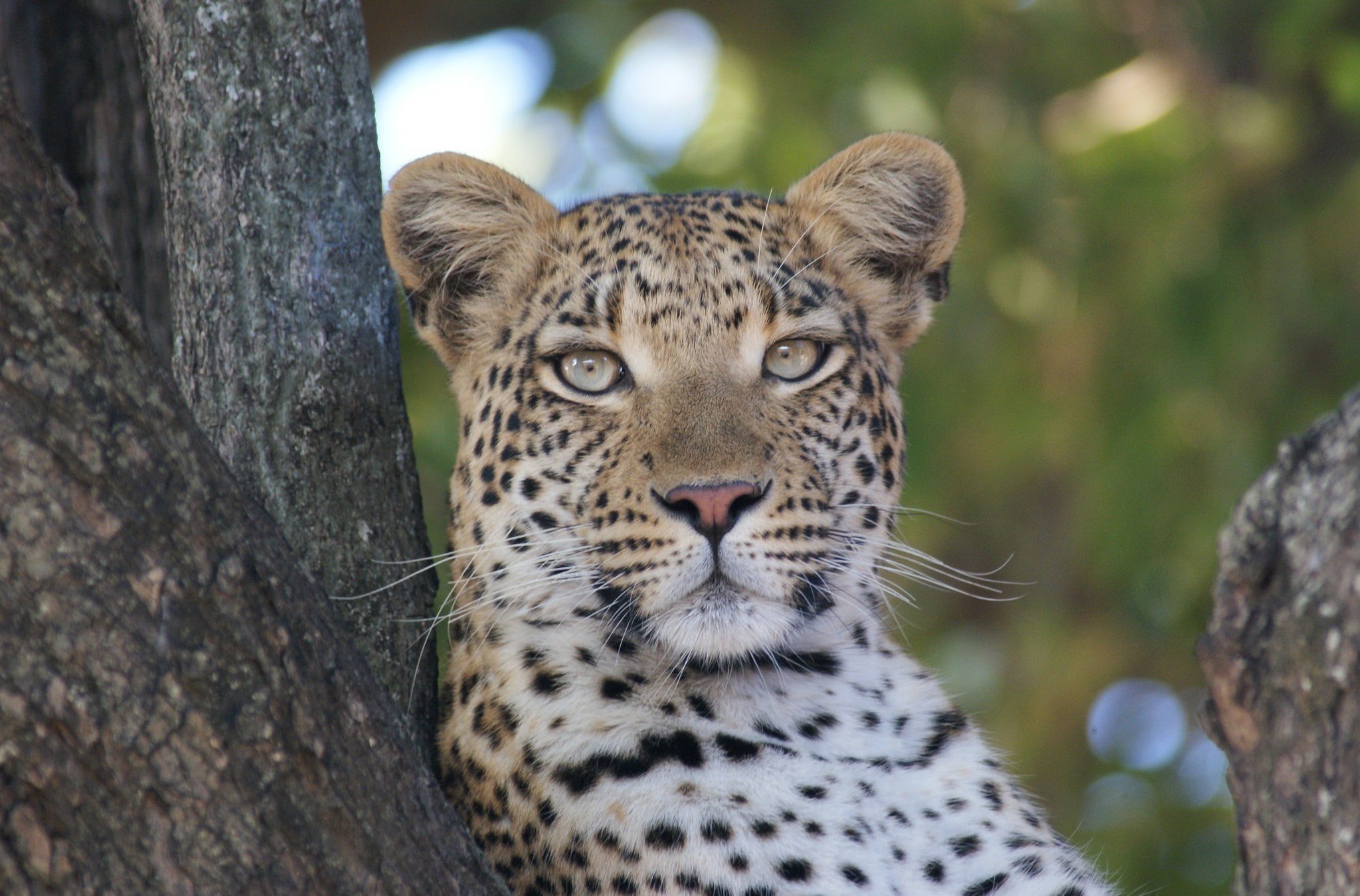 leopard