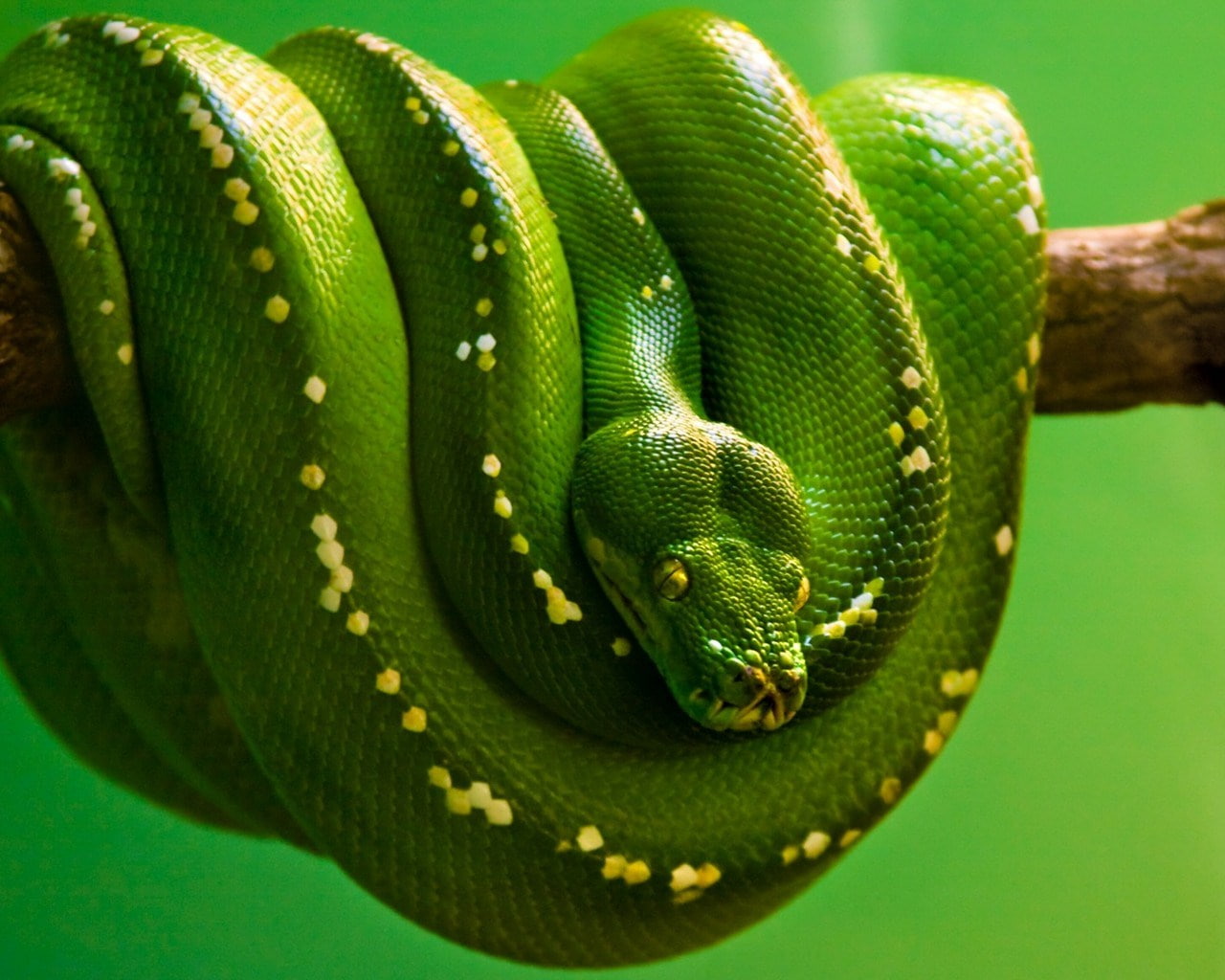 python
