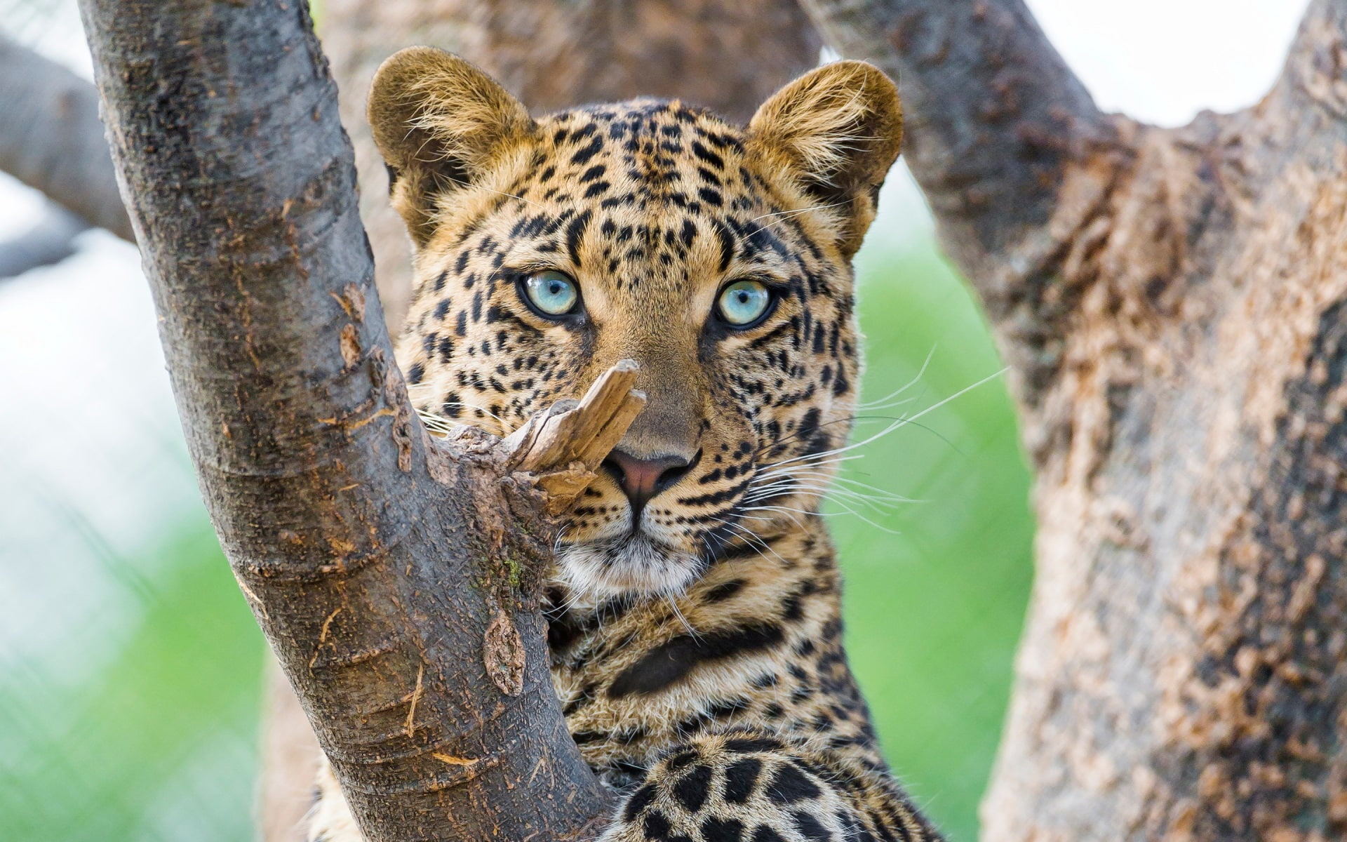 leopard  pc hd