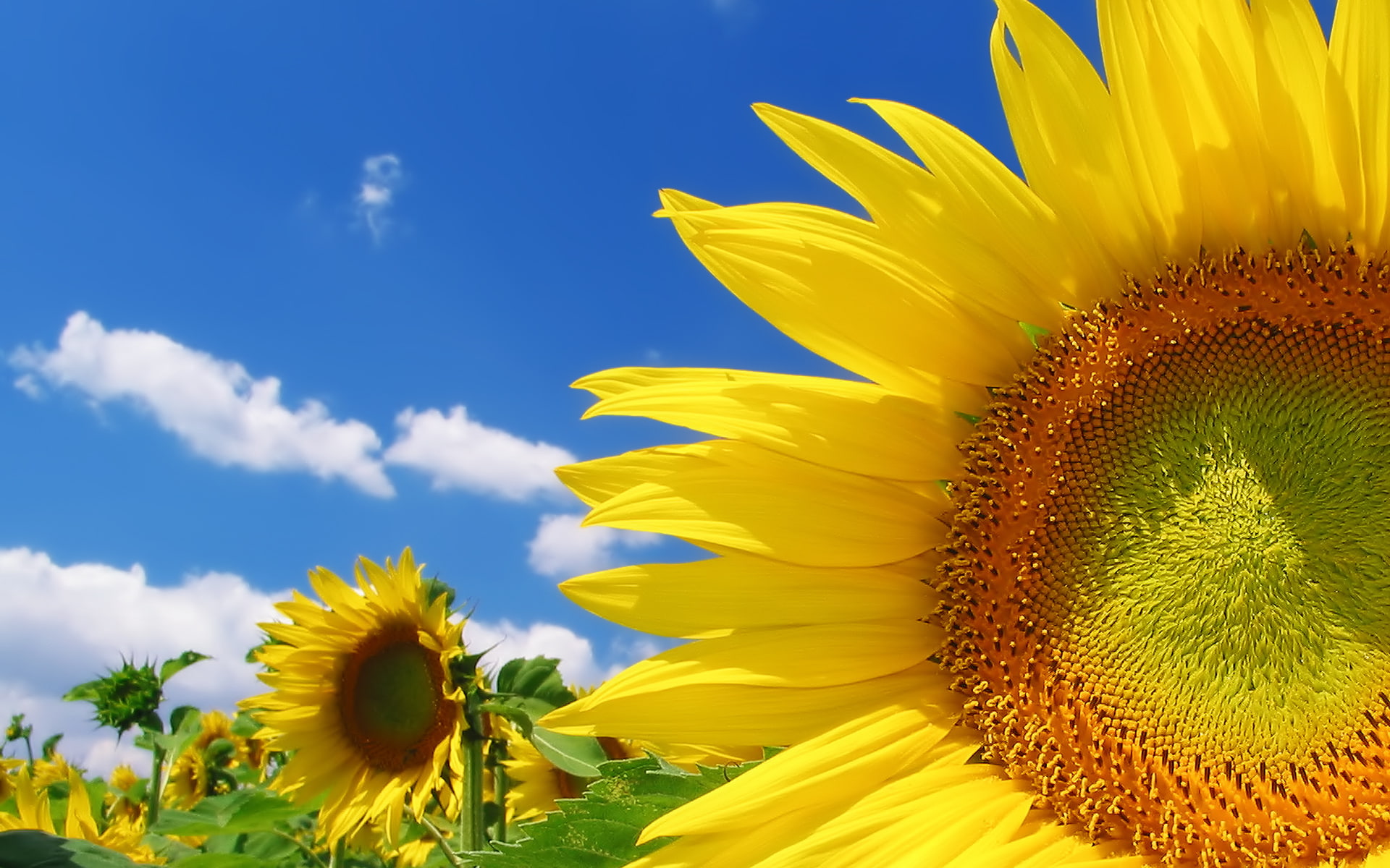 sunflowers