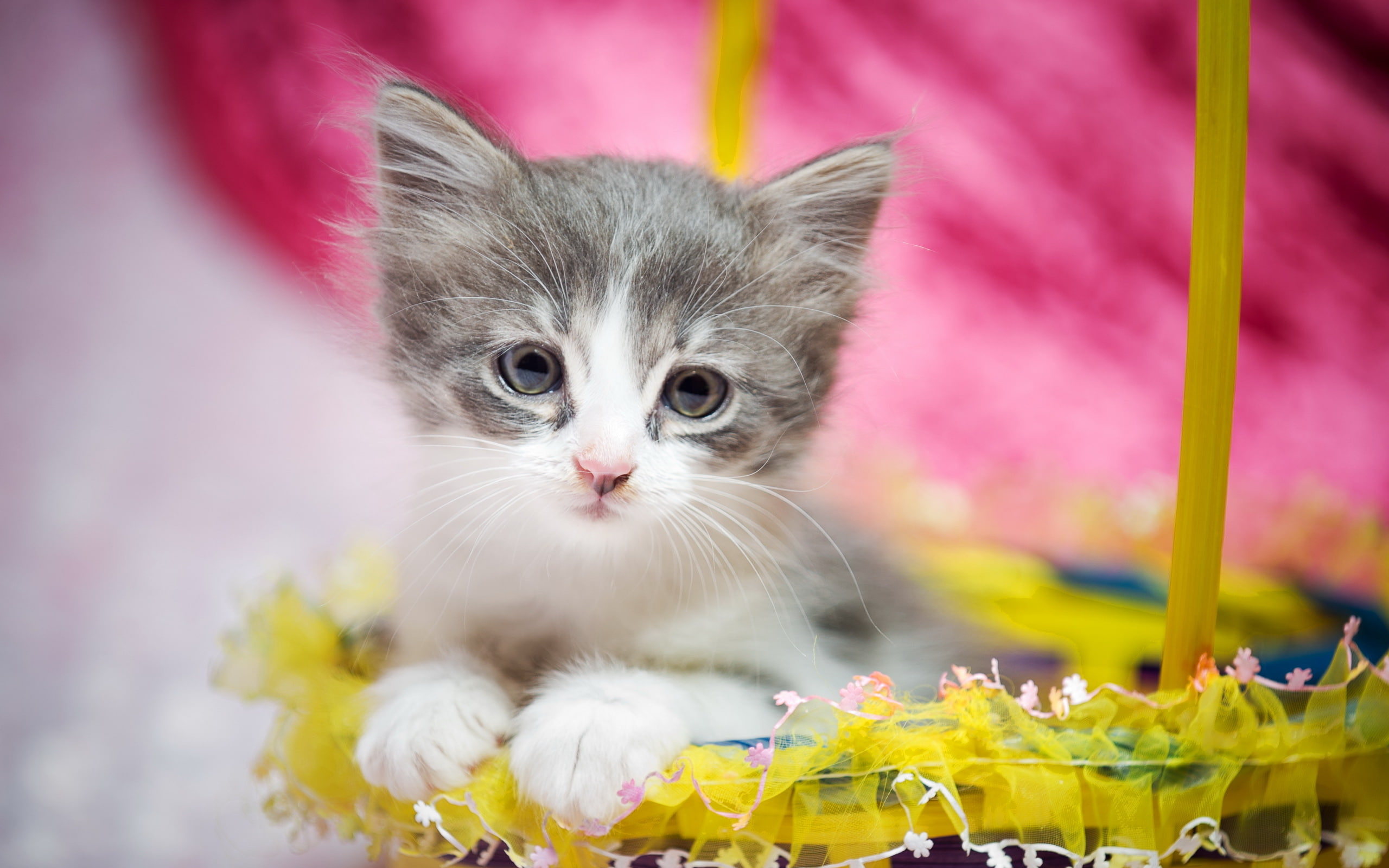 Cat, Cute kitten