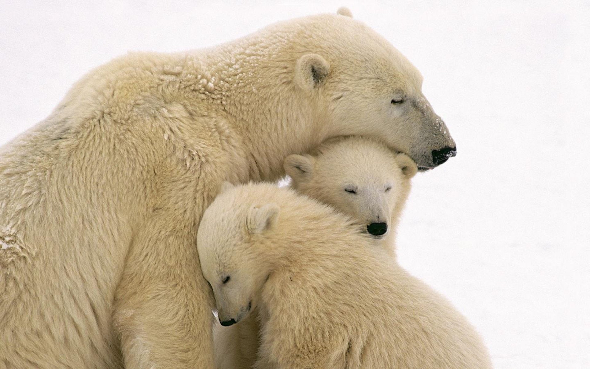 Bears, Polar Bear