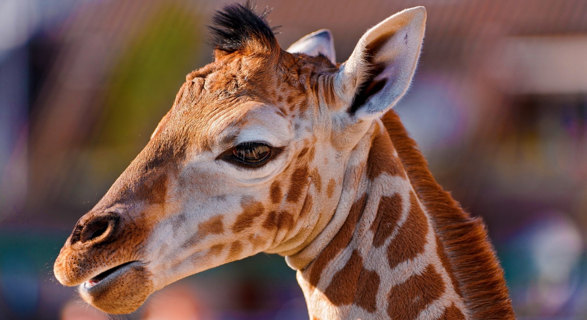 Animal, Giraffe