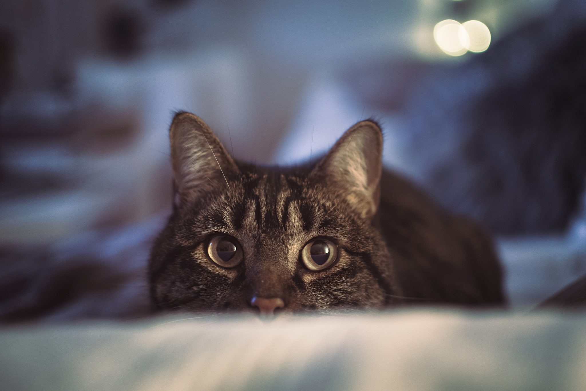cat, depth, field, pet, stare