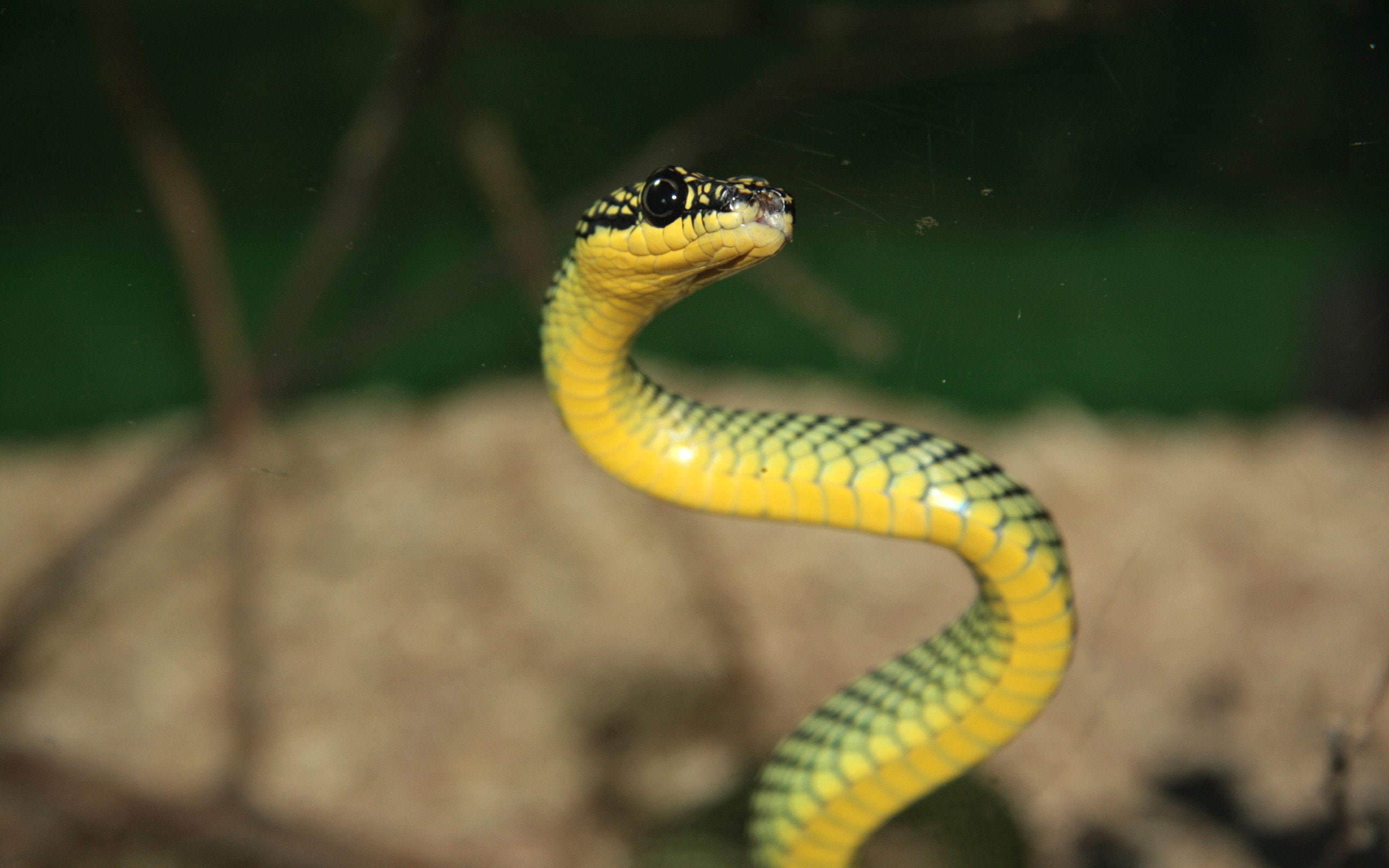 snake