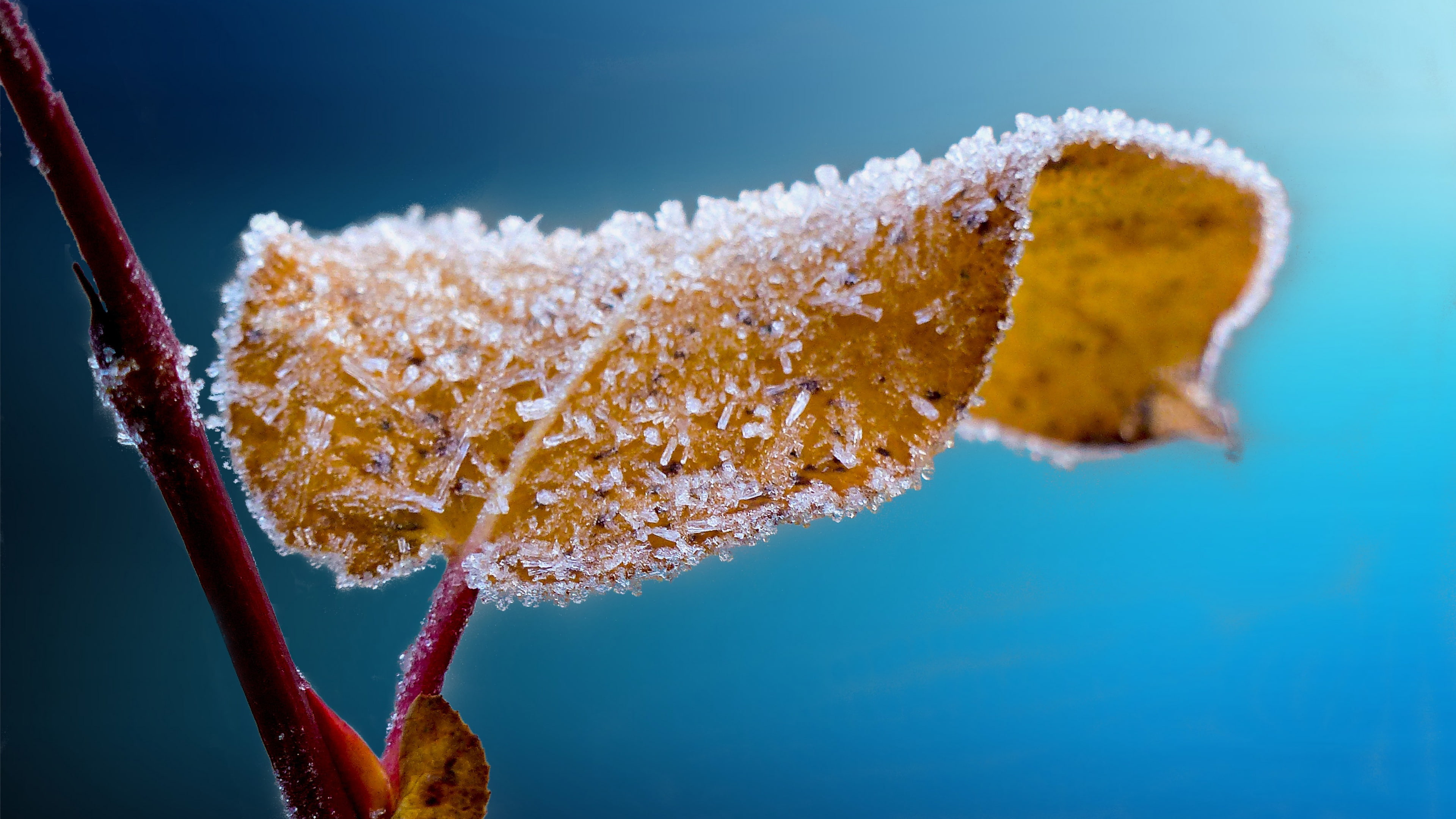 Frosted Leaf