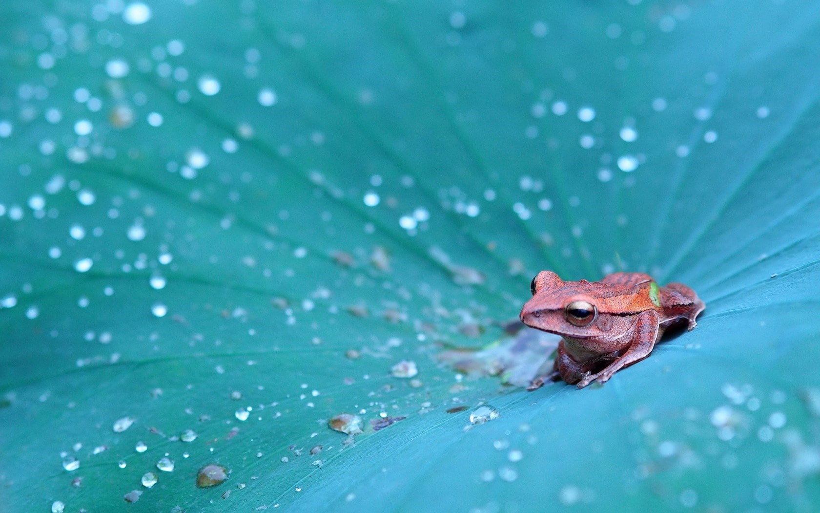 Frogs, Tree Frog
