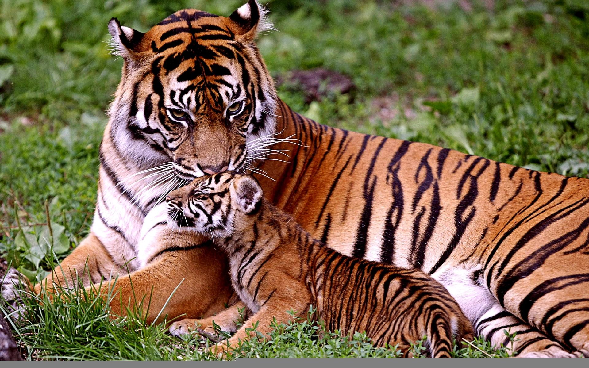 Precious Moment, bengal tiger with cub, care, love, passionate