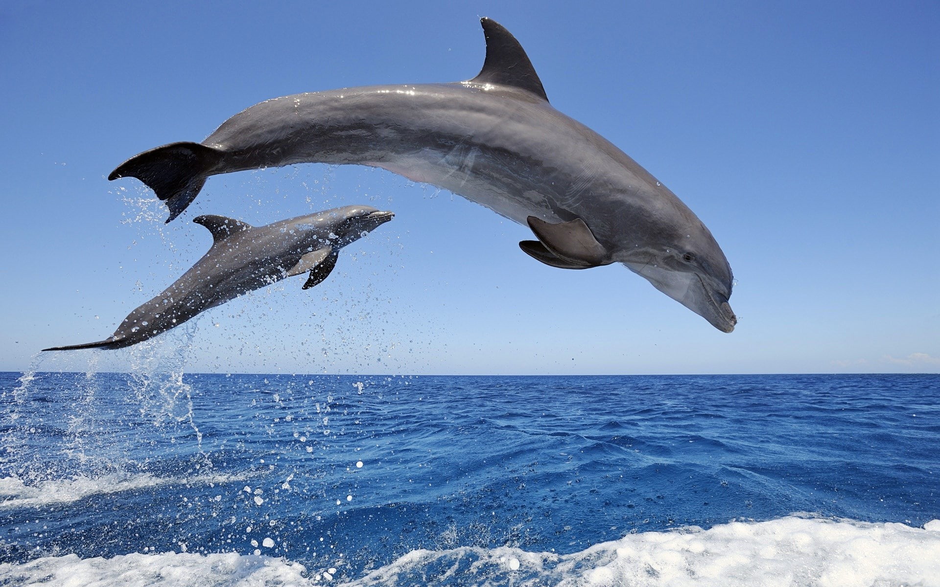 dolphin