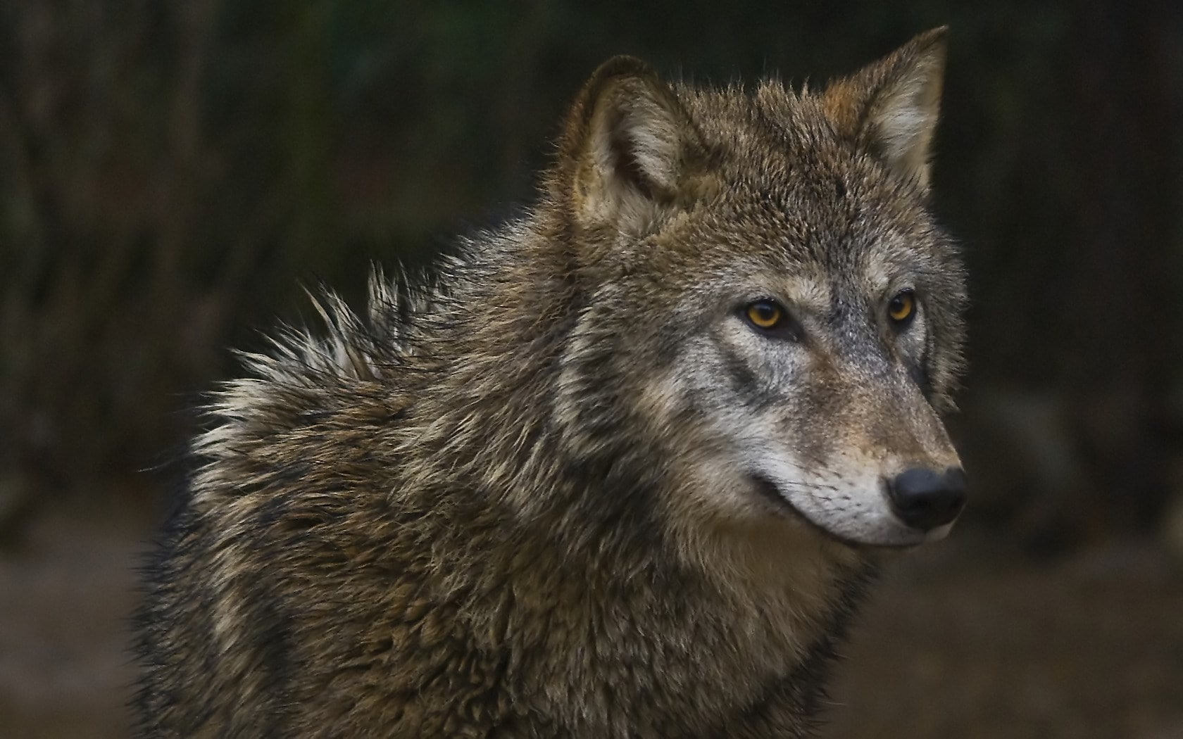 wolf