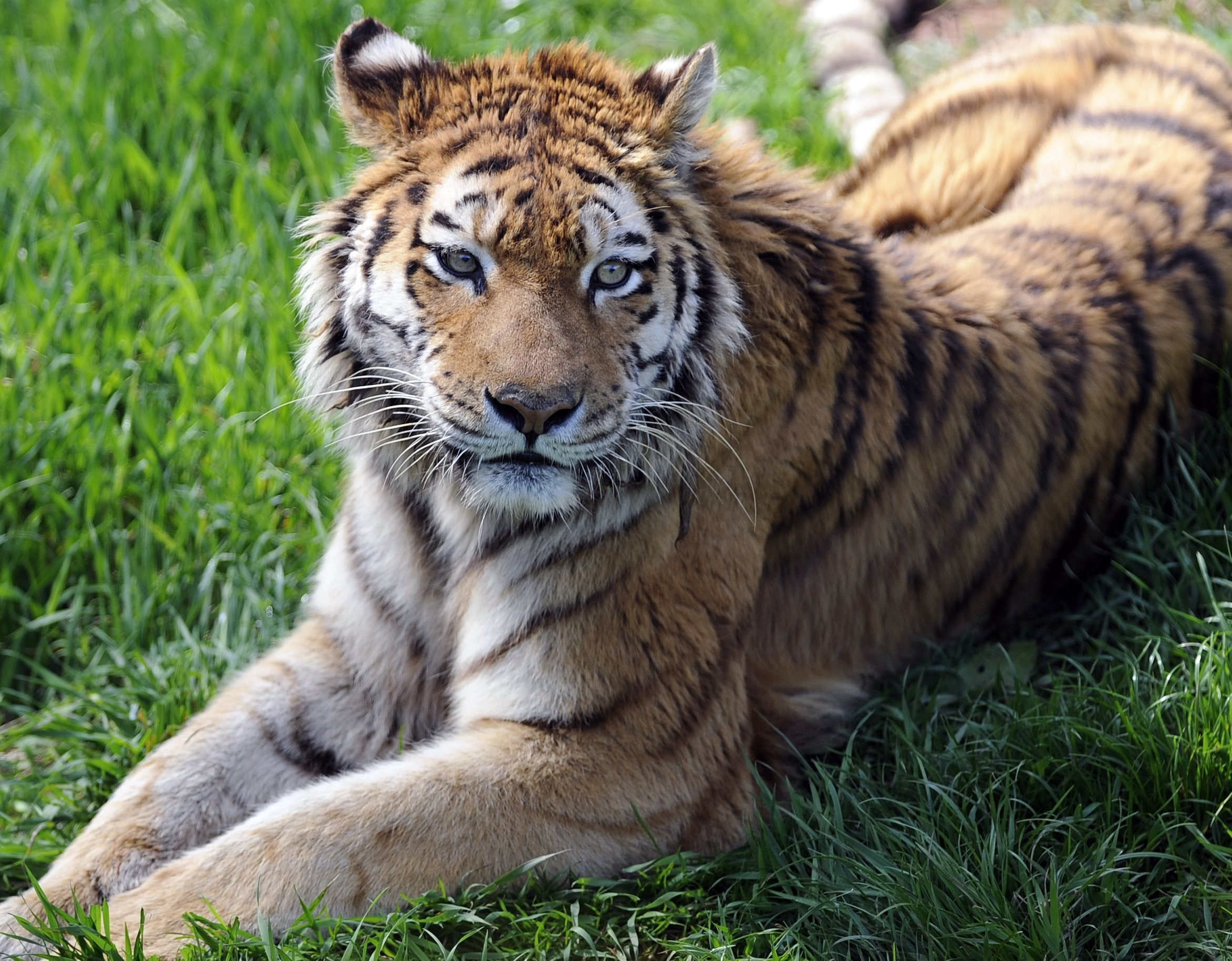 tiger
