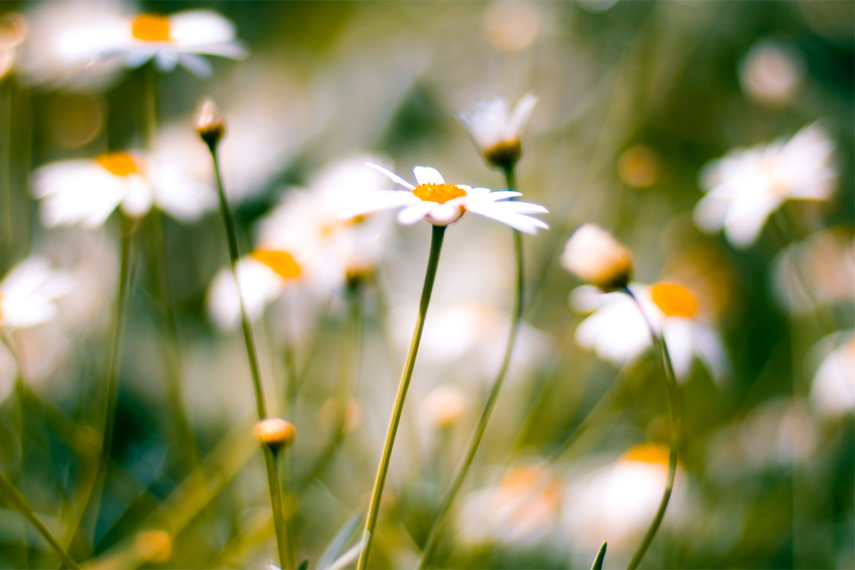 macro, blur, Chamomile, daisies