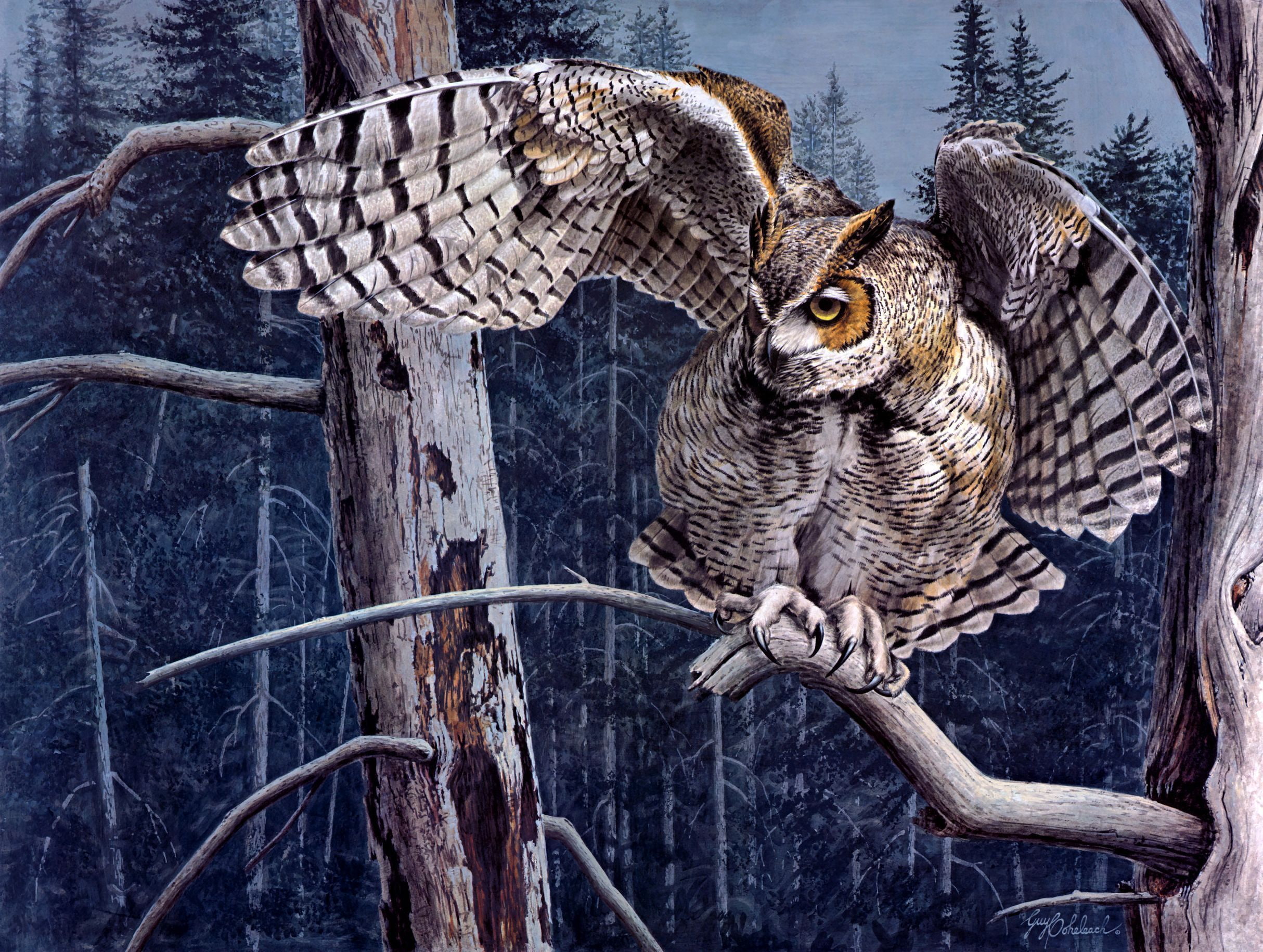 Birds, Owl