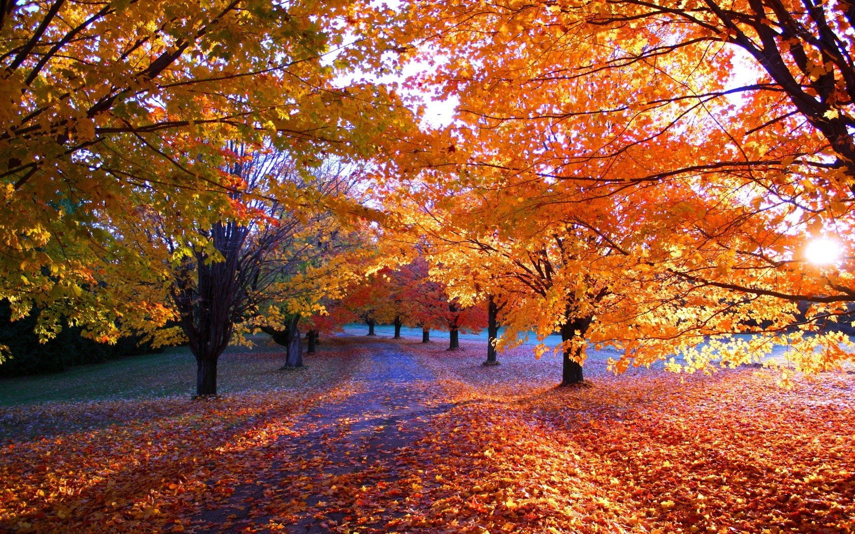 Fall, leaves