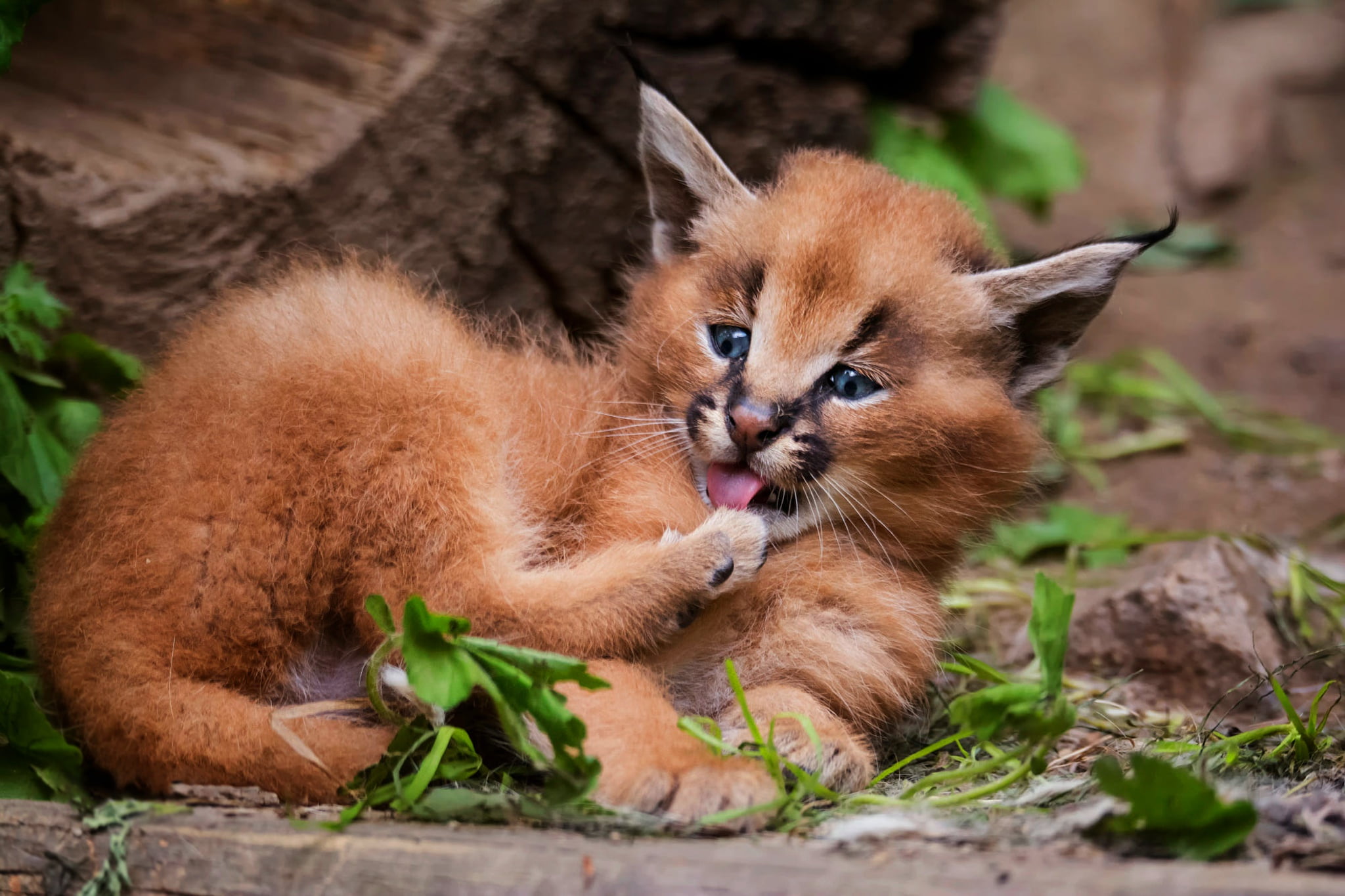 Cats, Caracal, Baby Animal, Cub, Wildlife