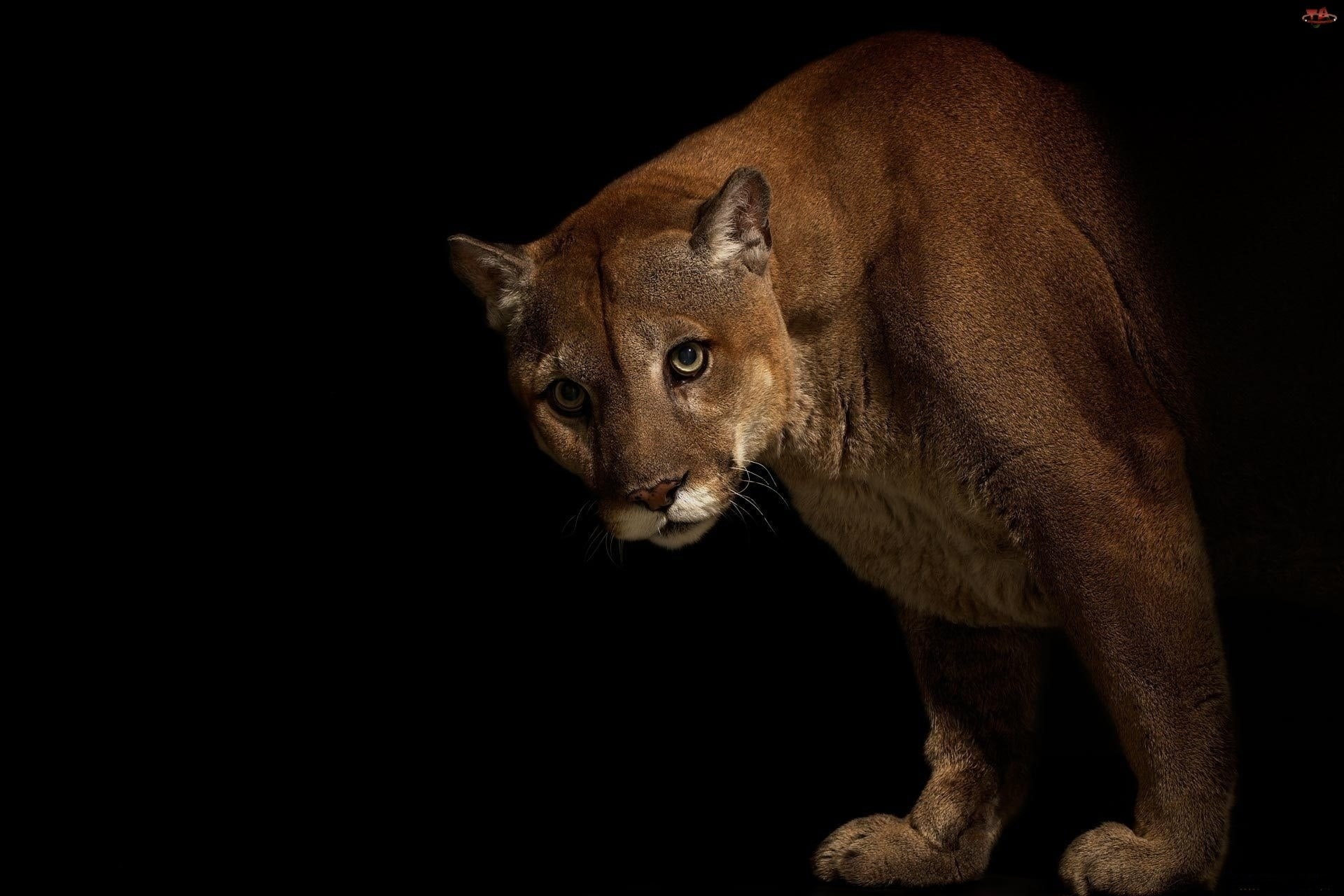 cougar